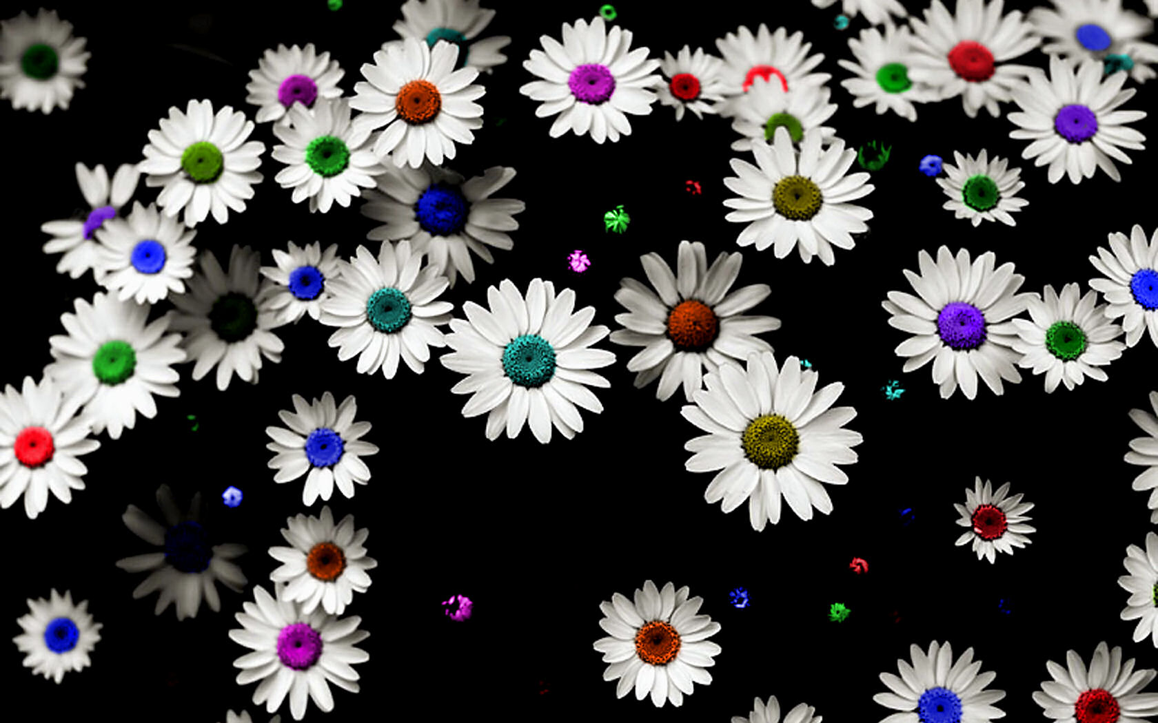 Daisy Backdrop Wallpapers