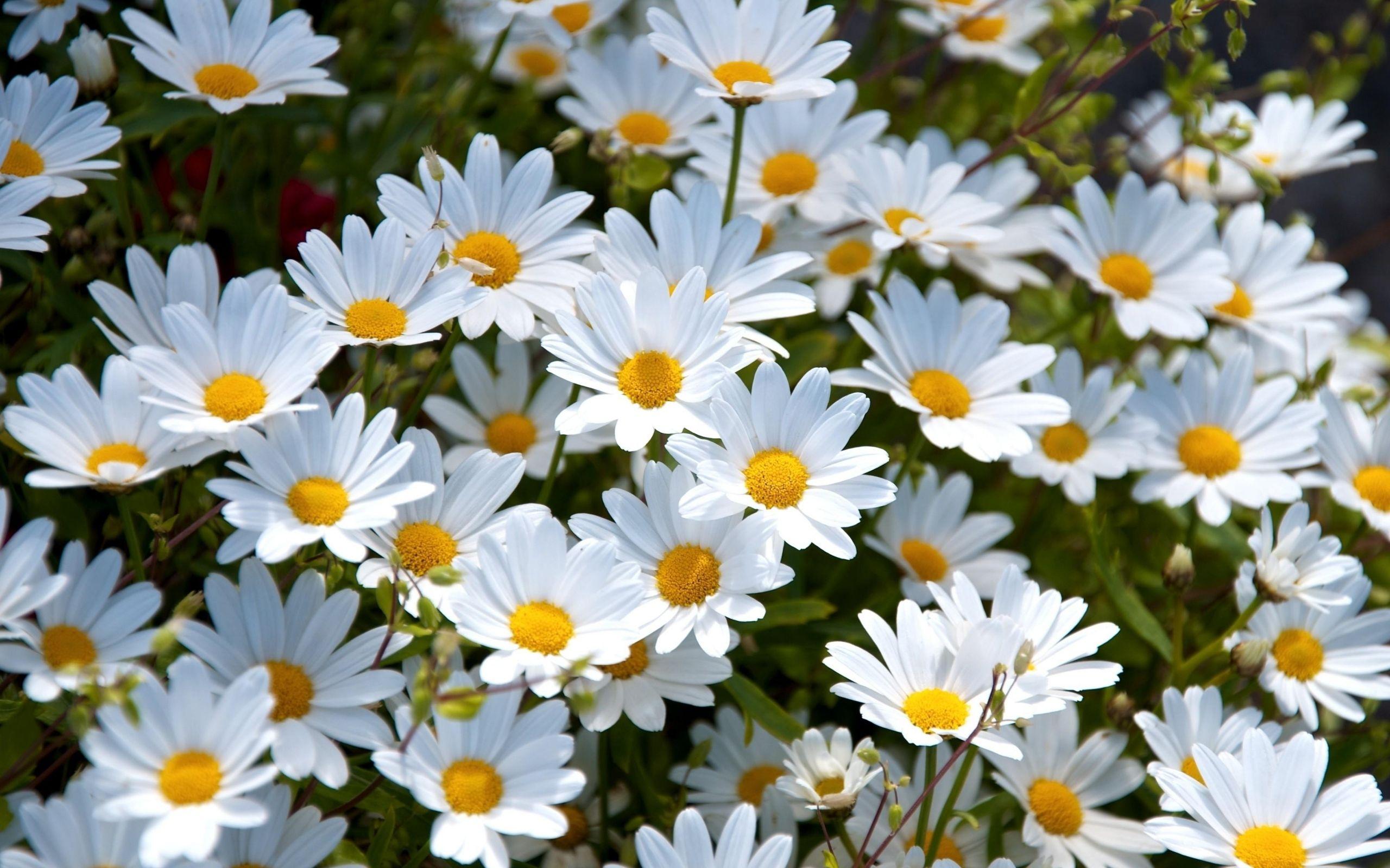 Daisy Backdrop Wallpapers