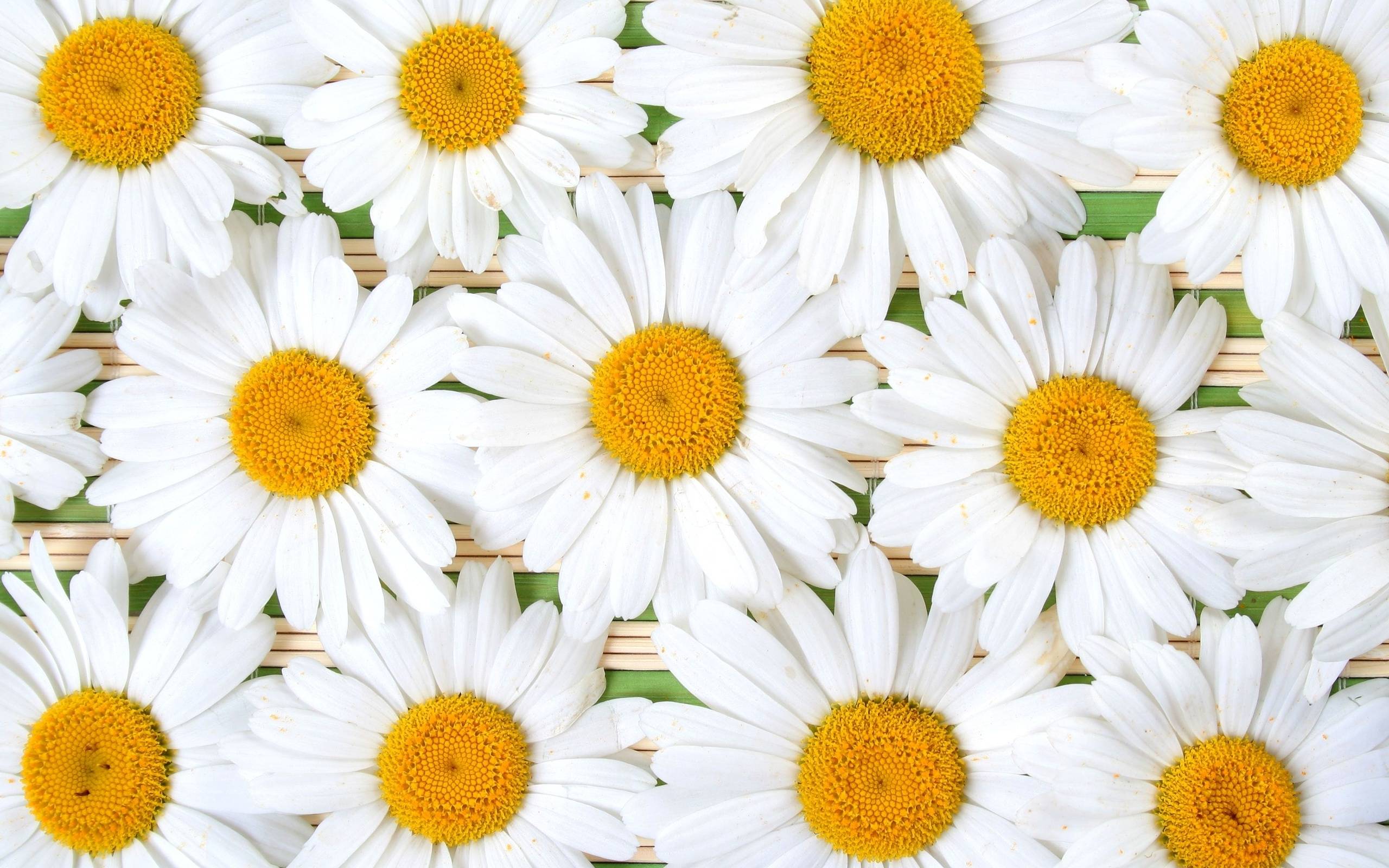 Daisy Backdrop Wallpapers