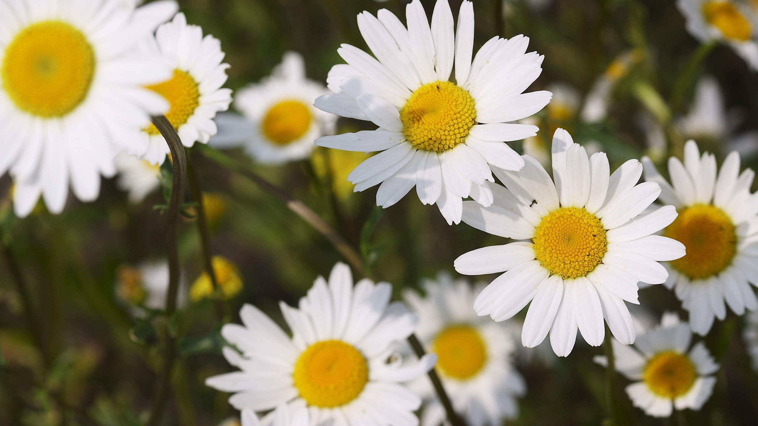 Daisy Backdrop Wallpapers