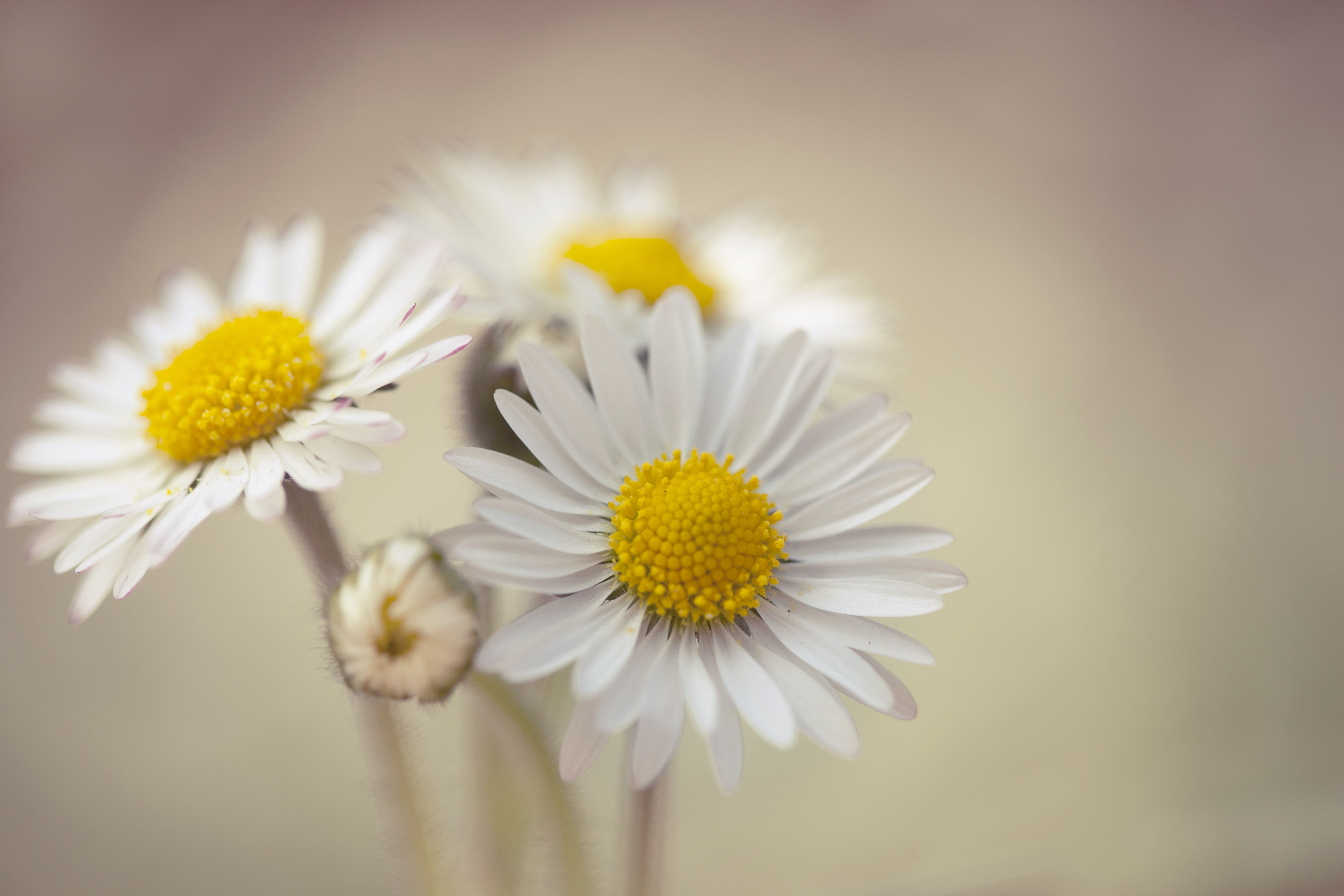 Daisy Backdrop Wallpapers