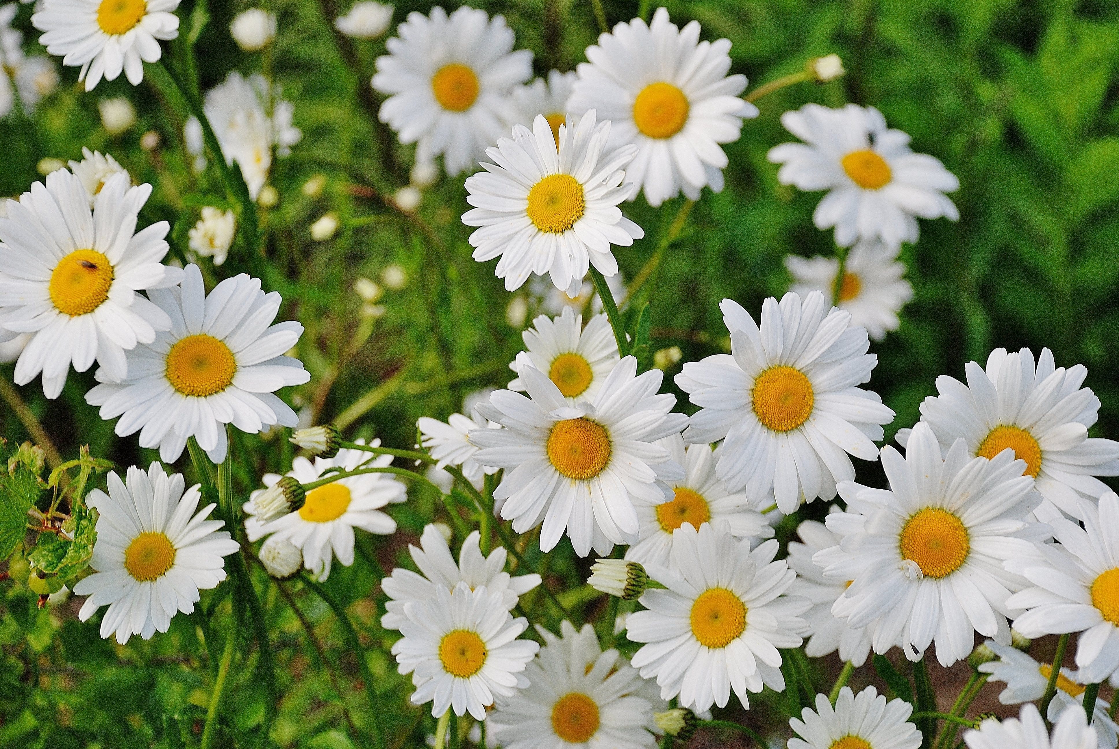 Daisy Flower Wallpapers