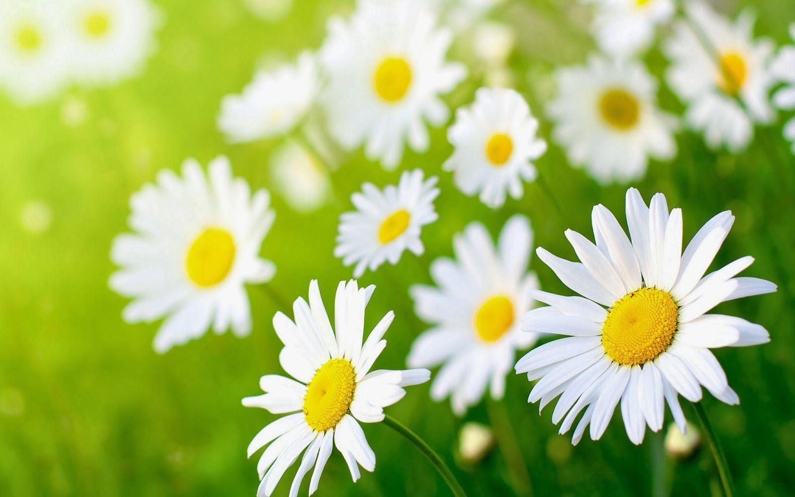 Daisy Flower Wallpapers