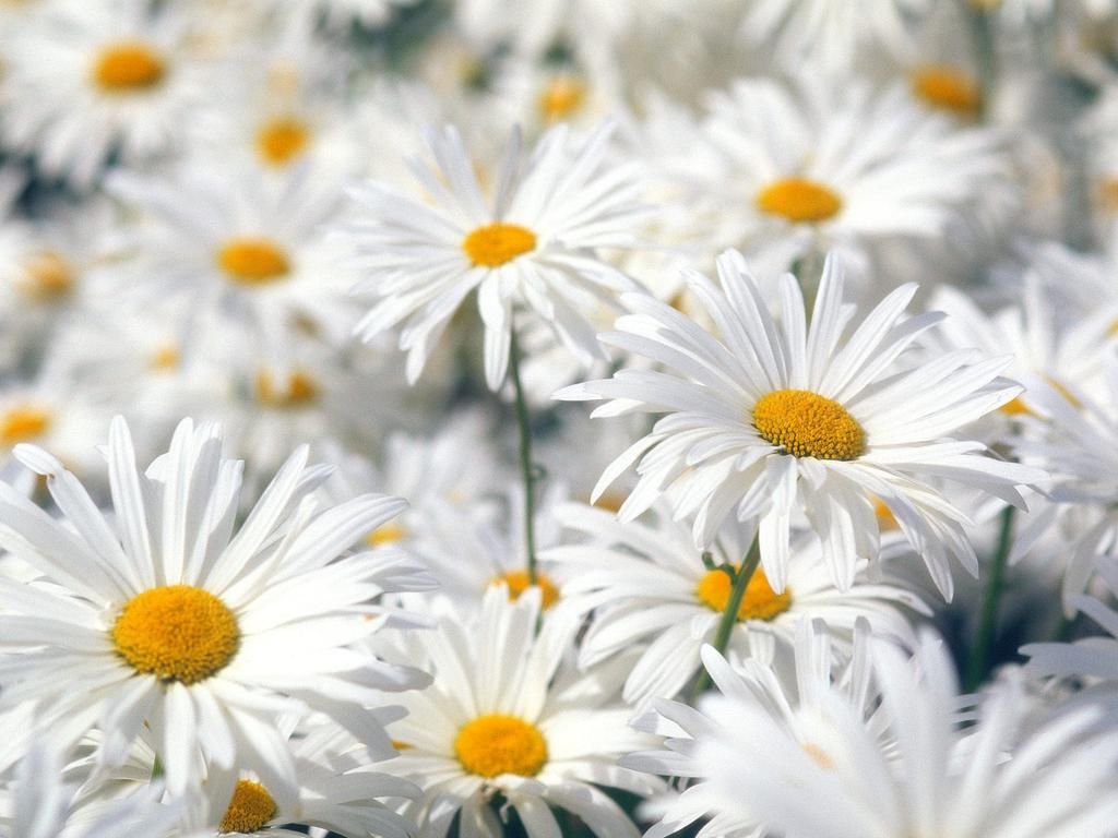 Daisy Flower Wallpapers