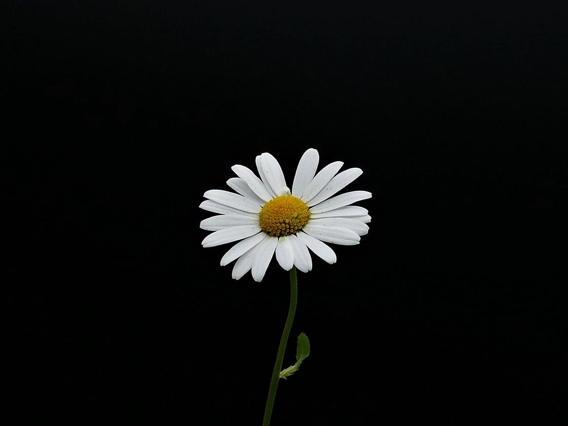 Daisy Flower Wallpapers