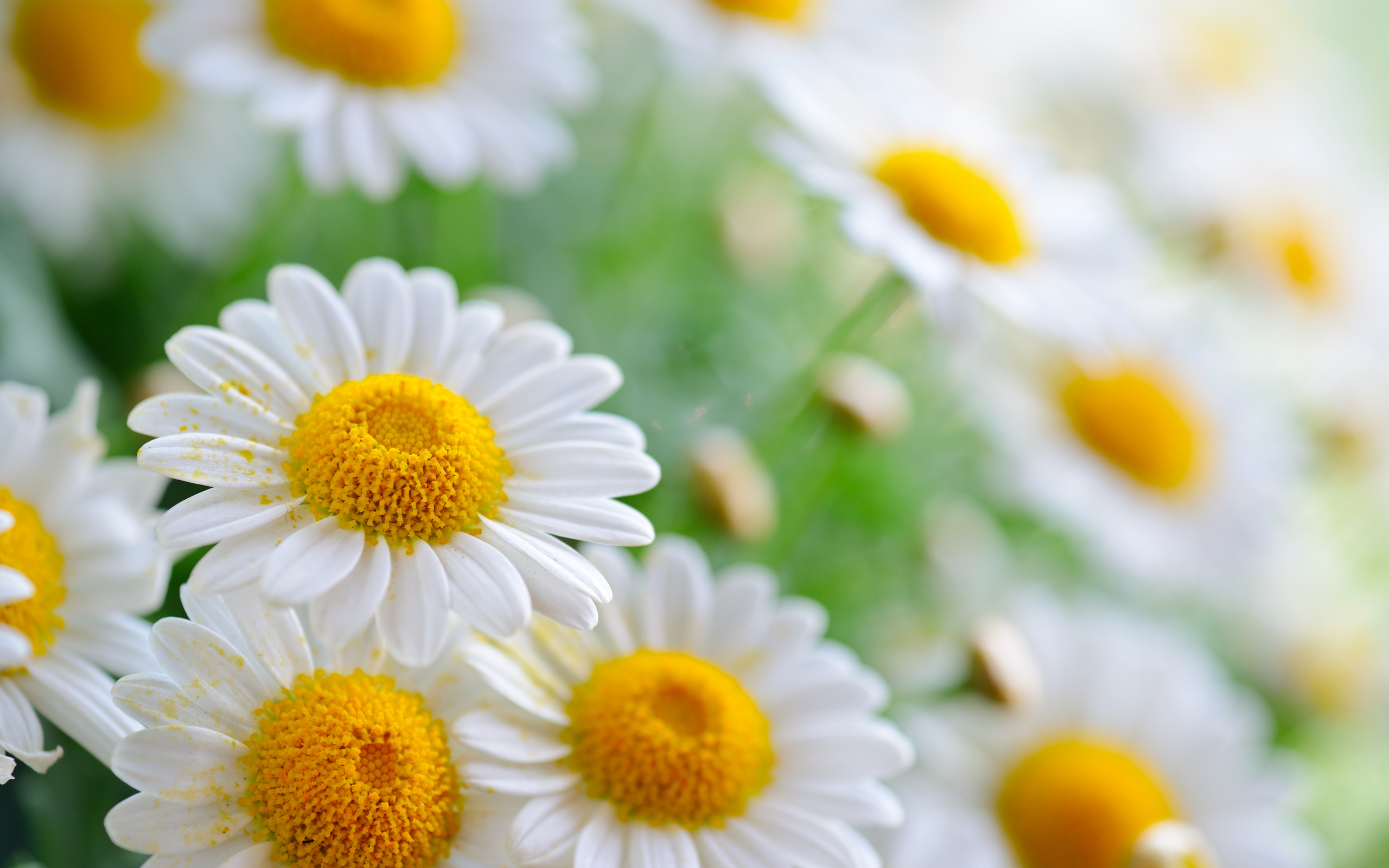 Daisy Flower Wallpapers