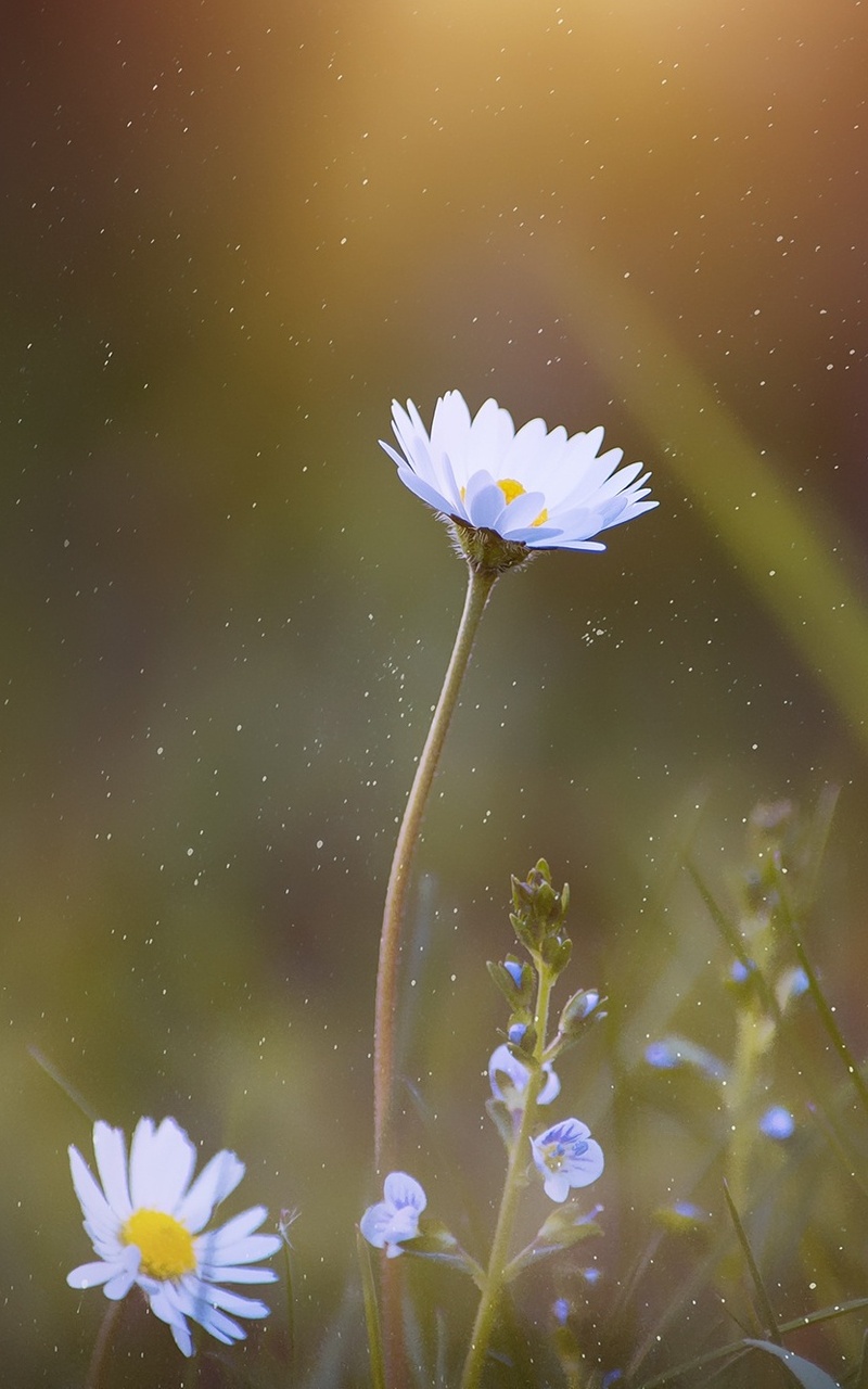 Daisy Flower Wallpapers