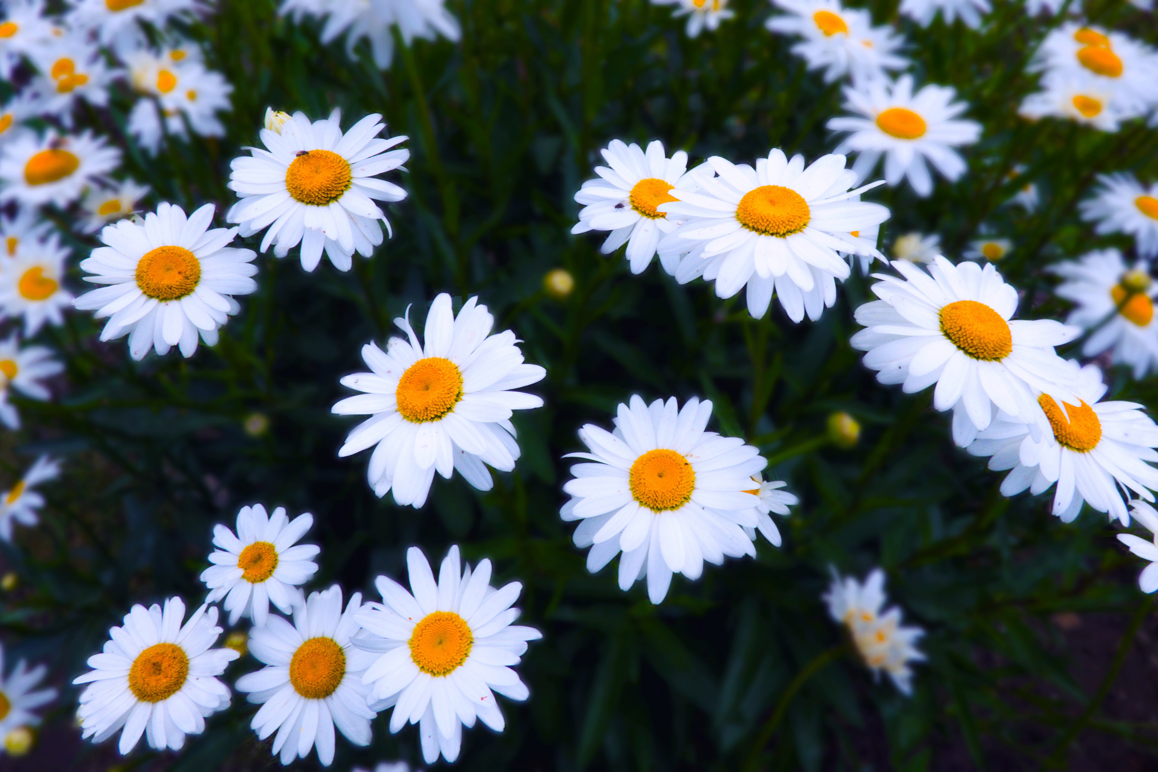 Daisy Flower Wallpapers