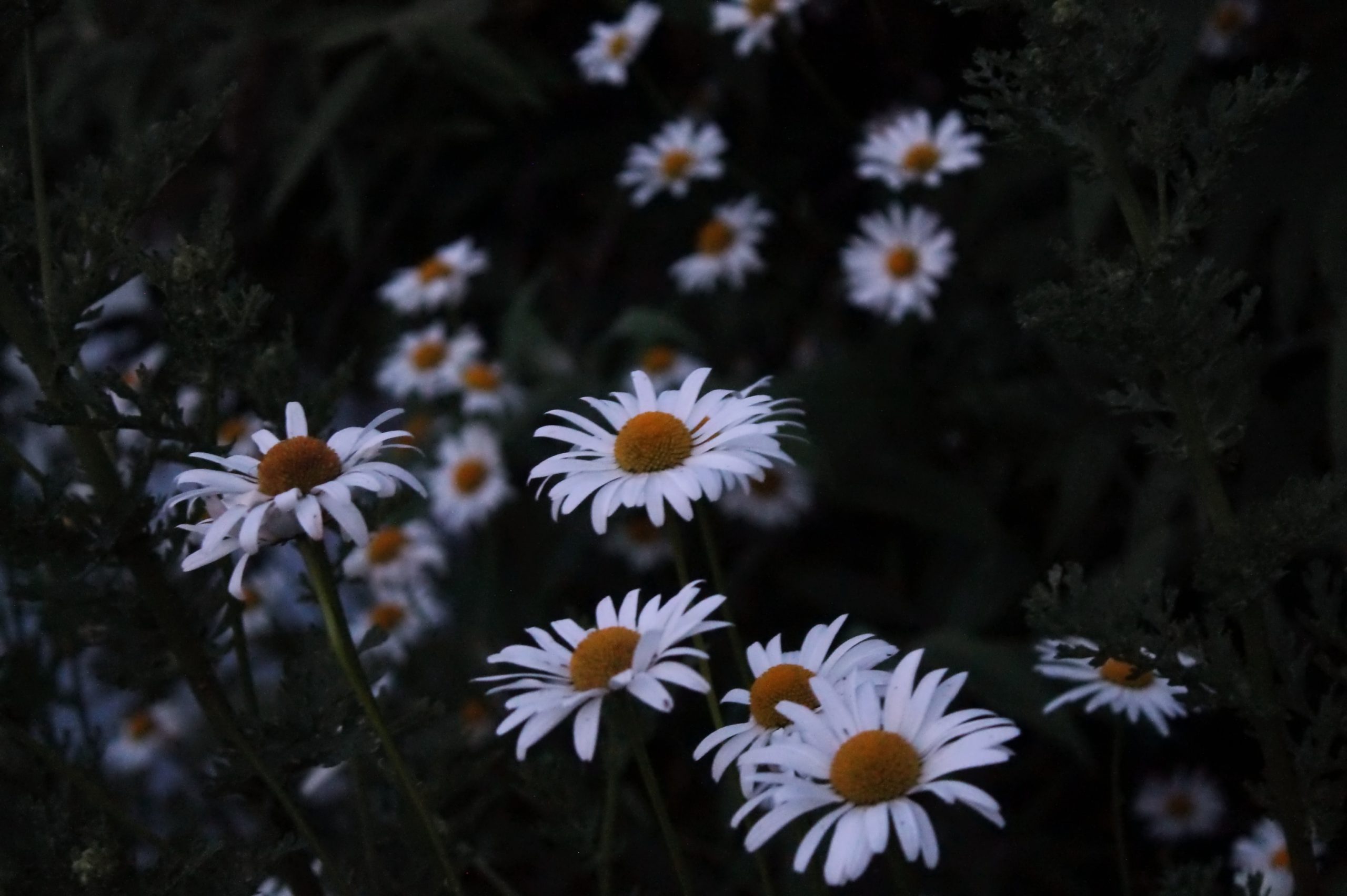 Daisy Flower Wallpapers