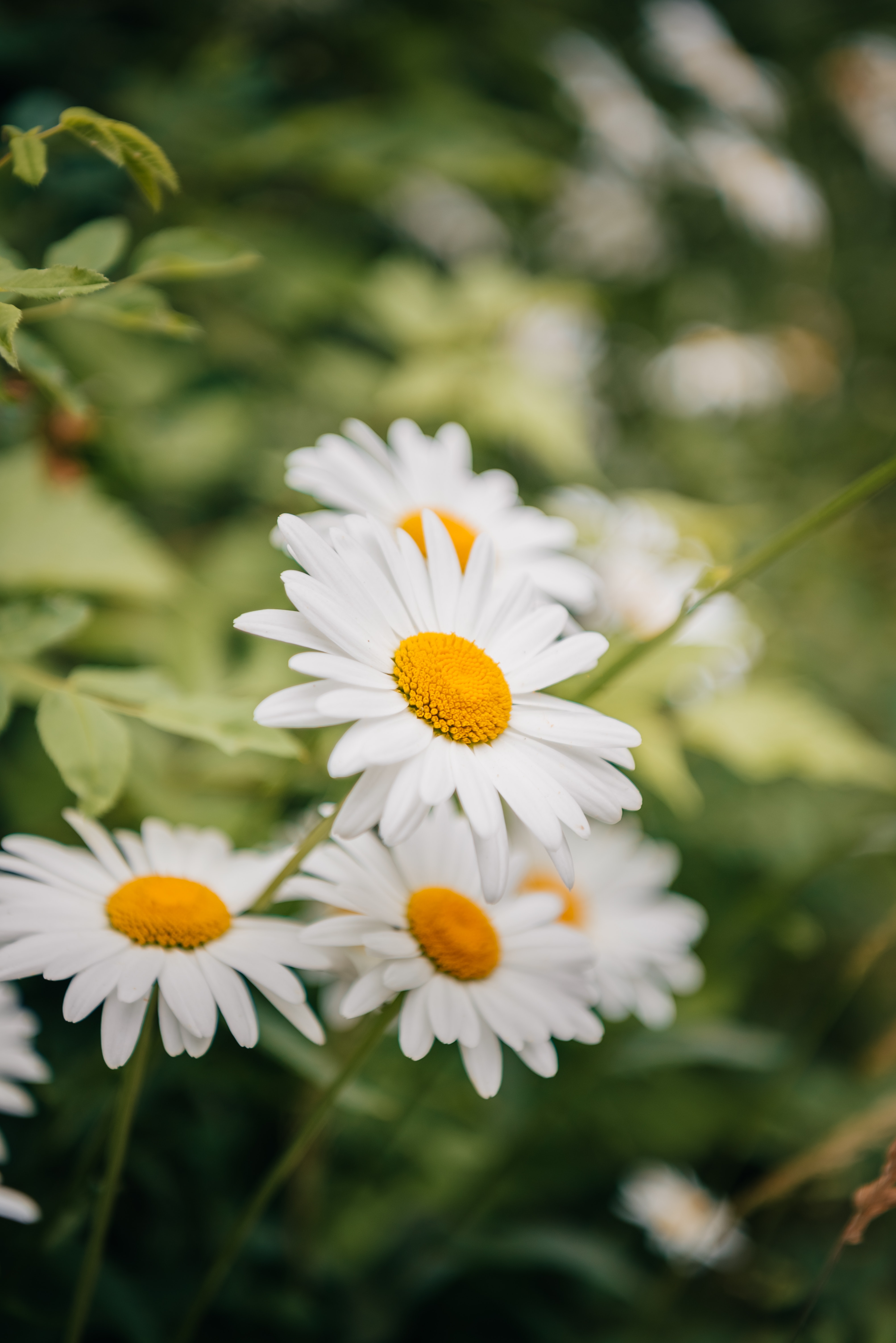 Daisy Flower Wallpapers