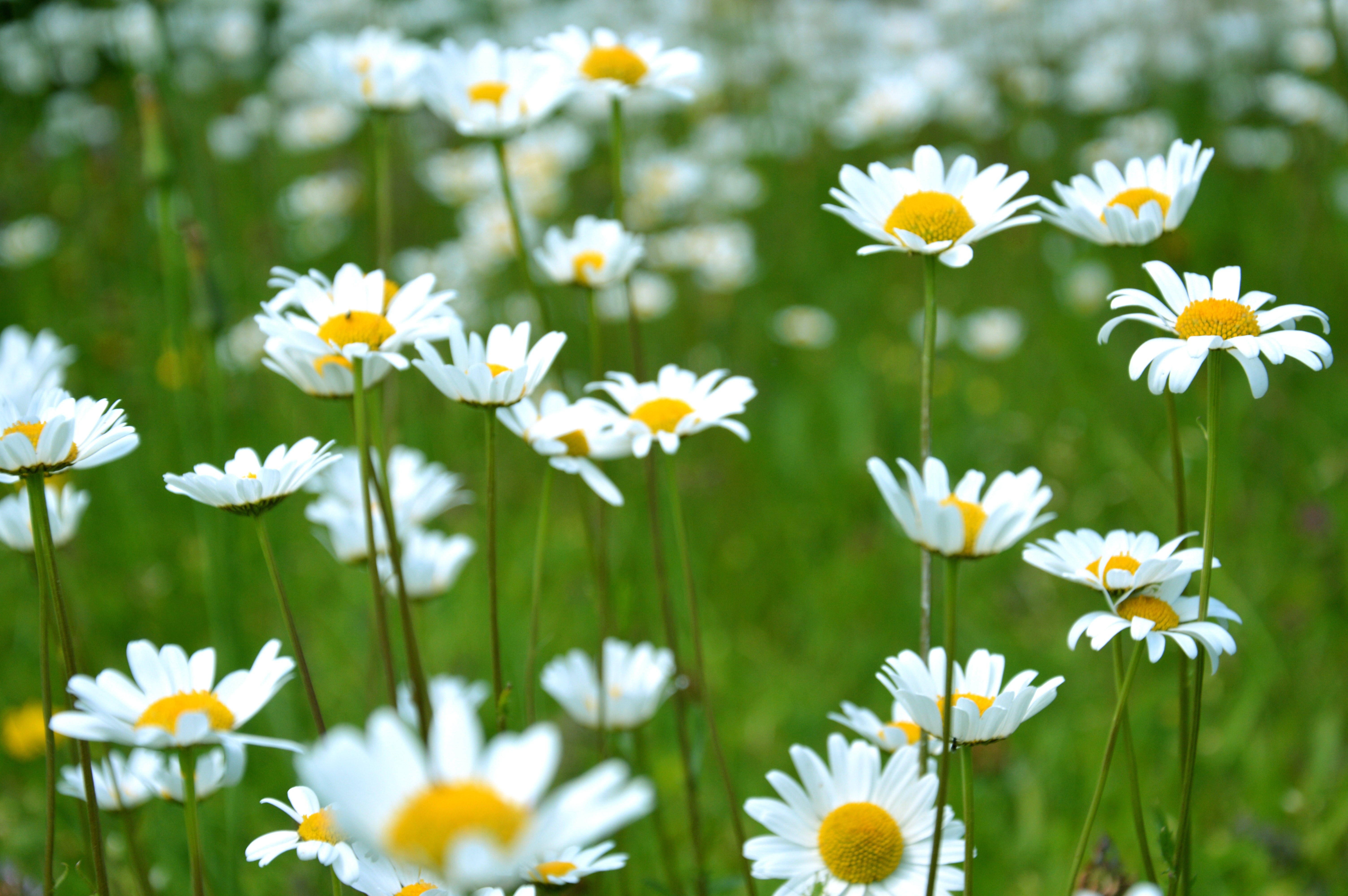 Daisy Flower Wallpapers