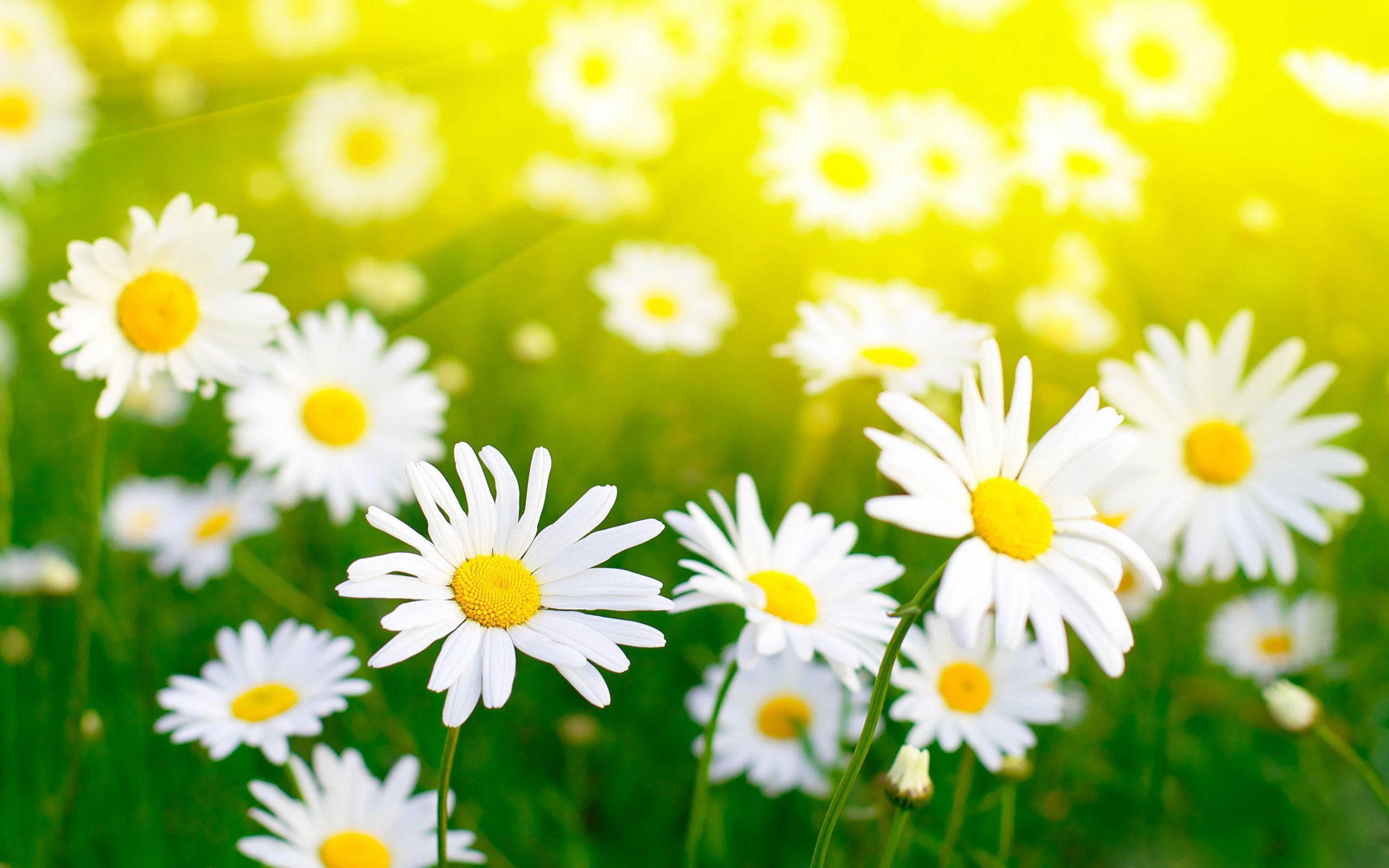 Daisy Flower Wallpapers