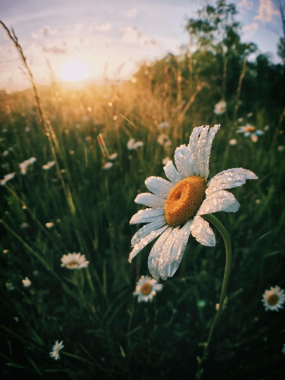 Daisy Flower Wallpapers