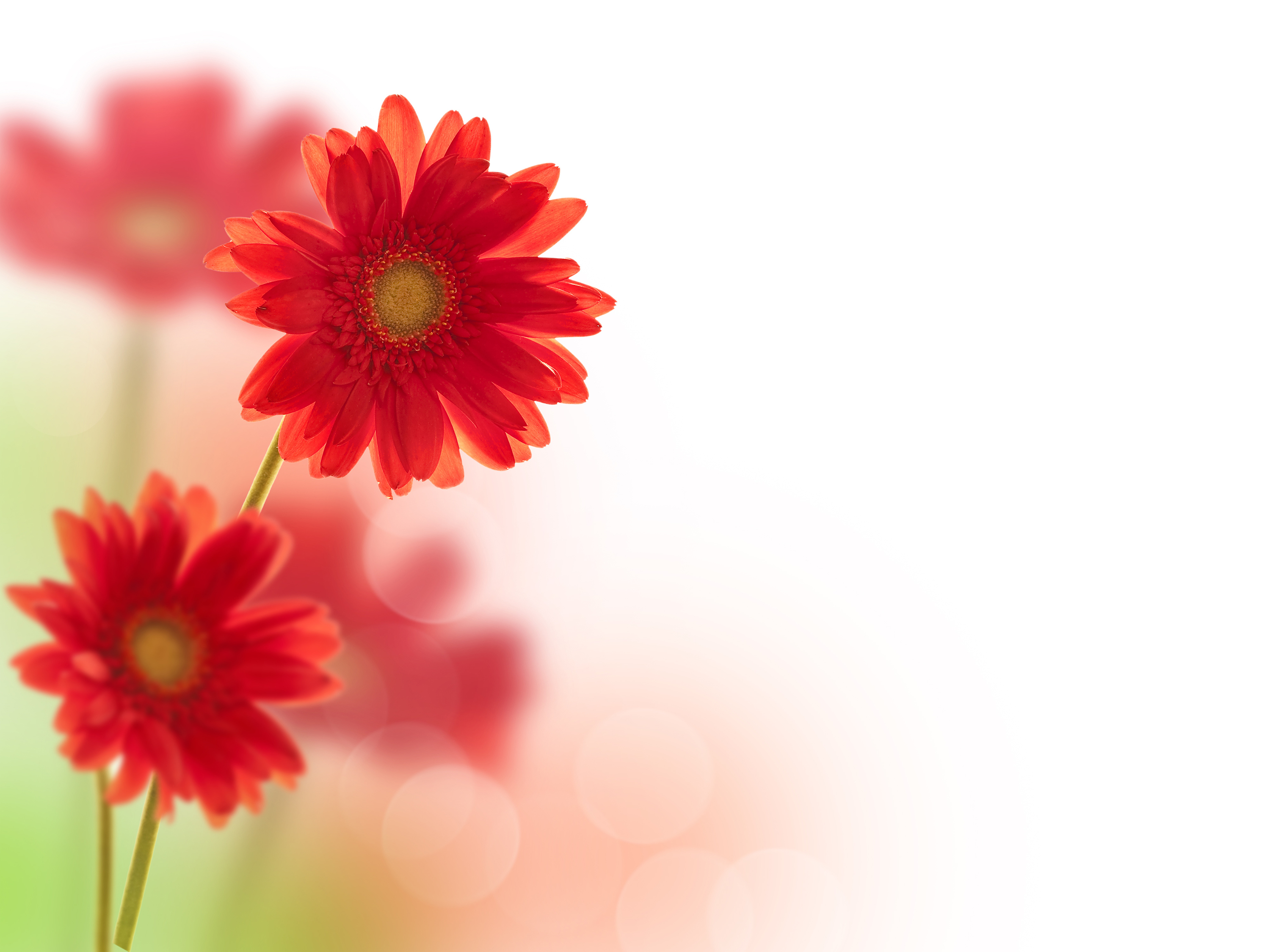 Daisy Flower Wallpapers