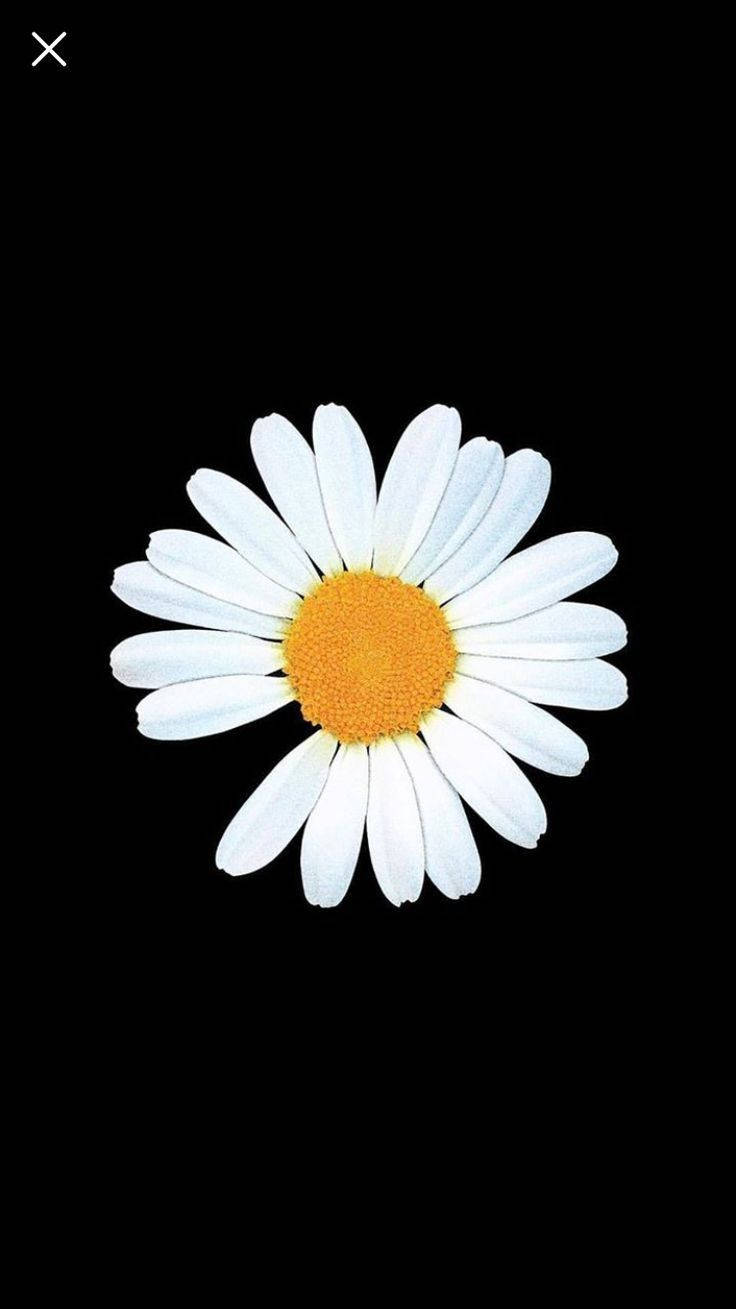 Daisy Flower Wallpapers