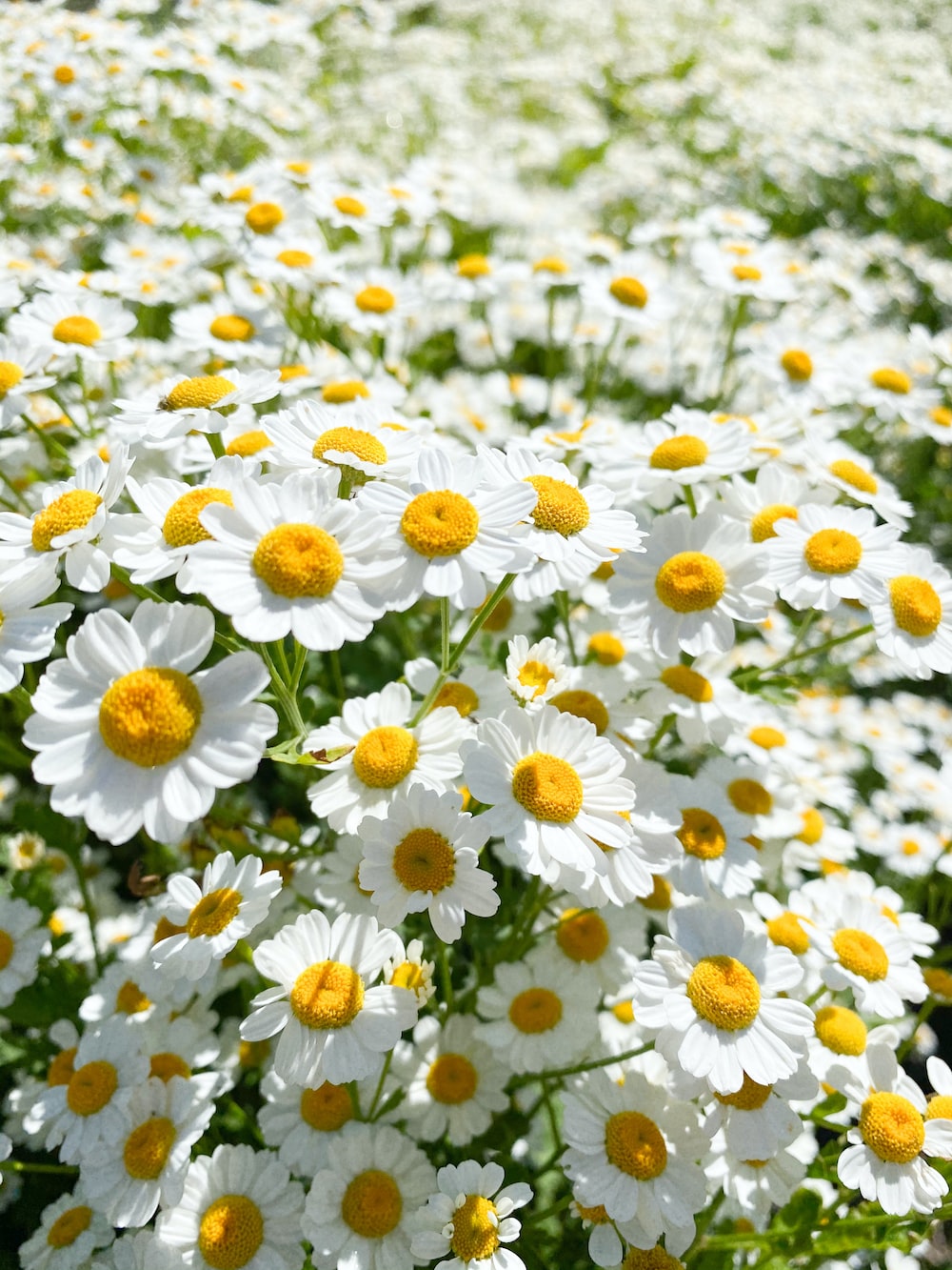 Daisy Flower Wallpapers