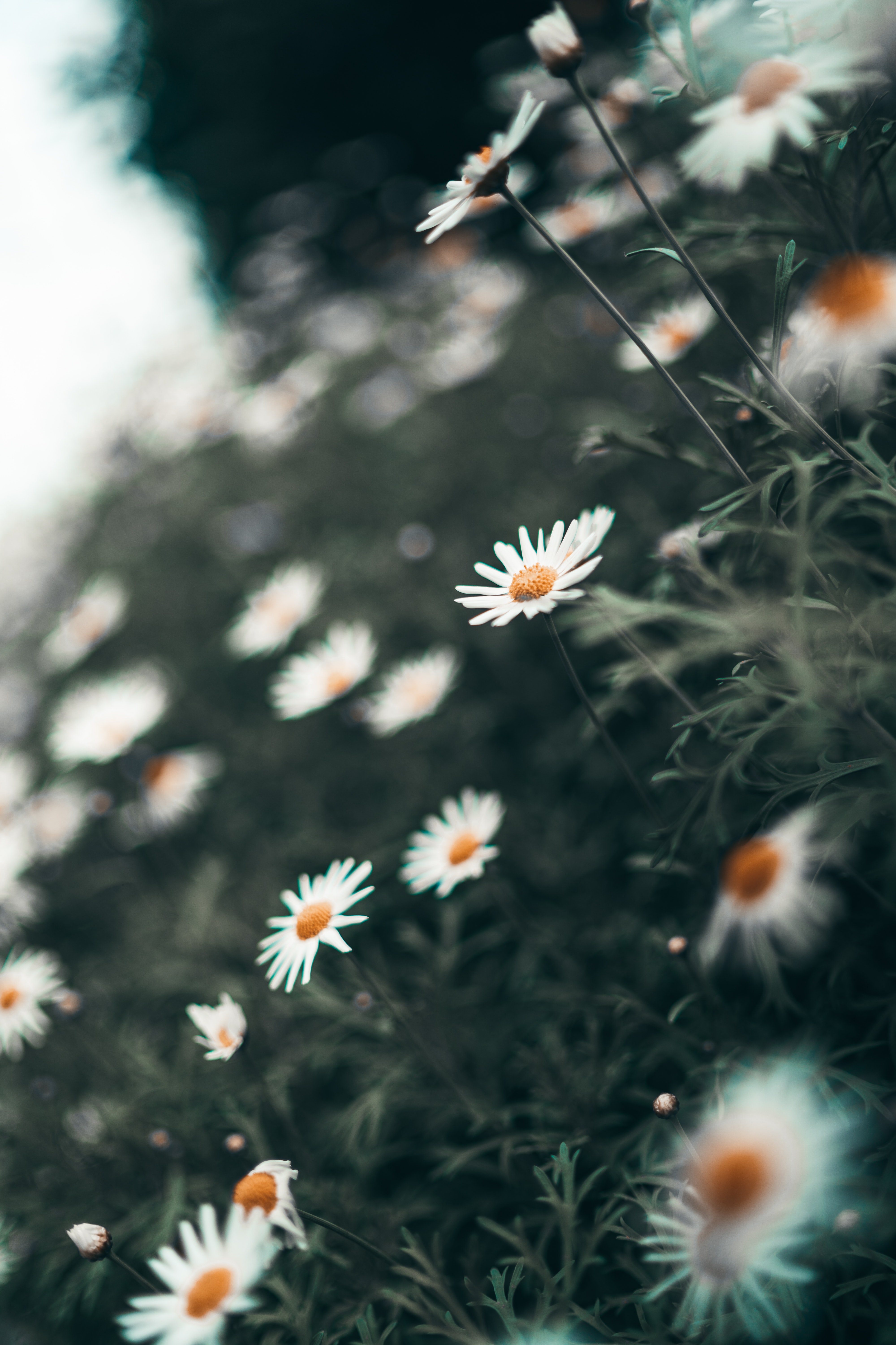 Daisy Flower Wallpapers