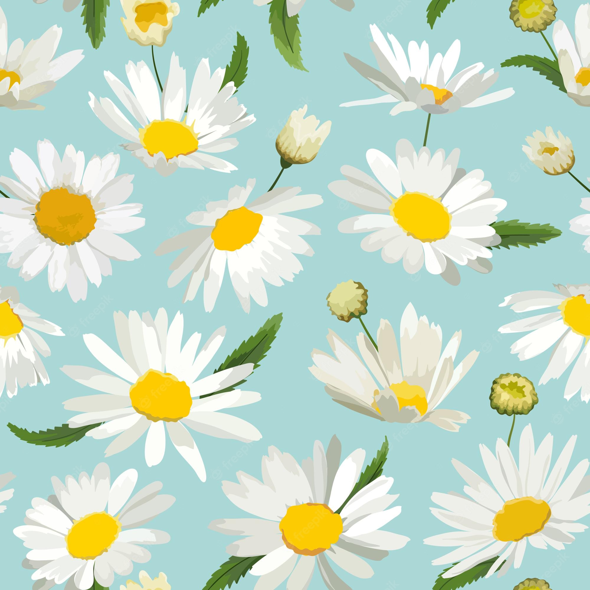 Daisy Flower Wallpapers