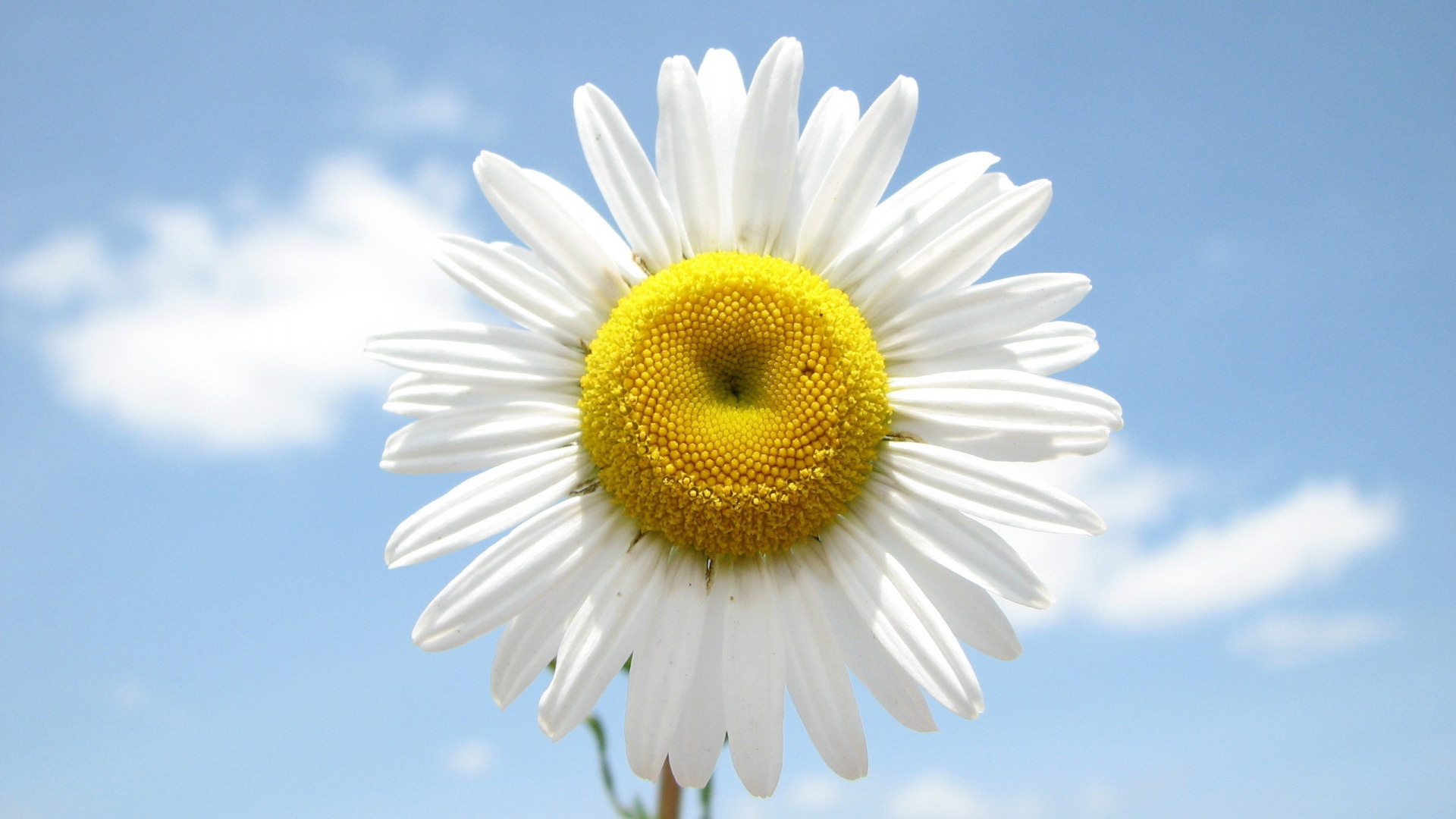 Daisy Flower Wallpapers