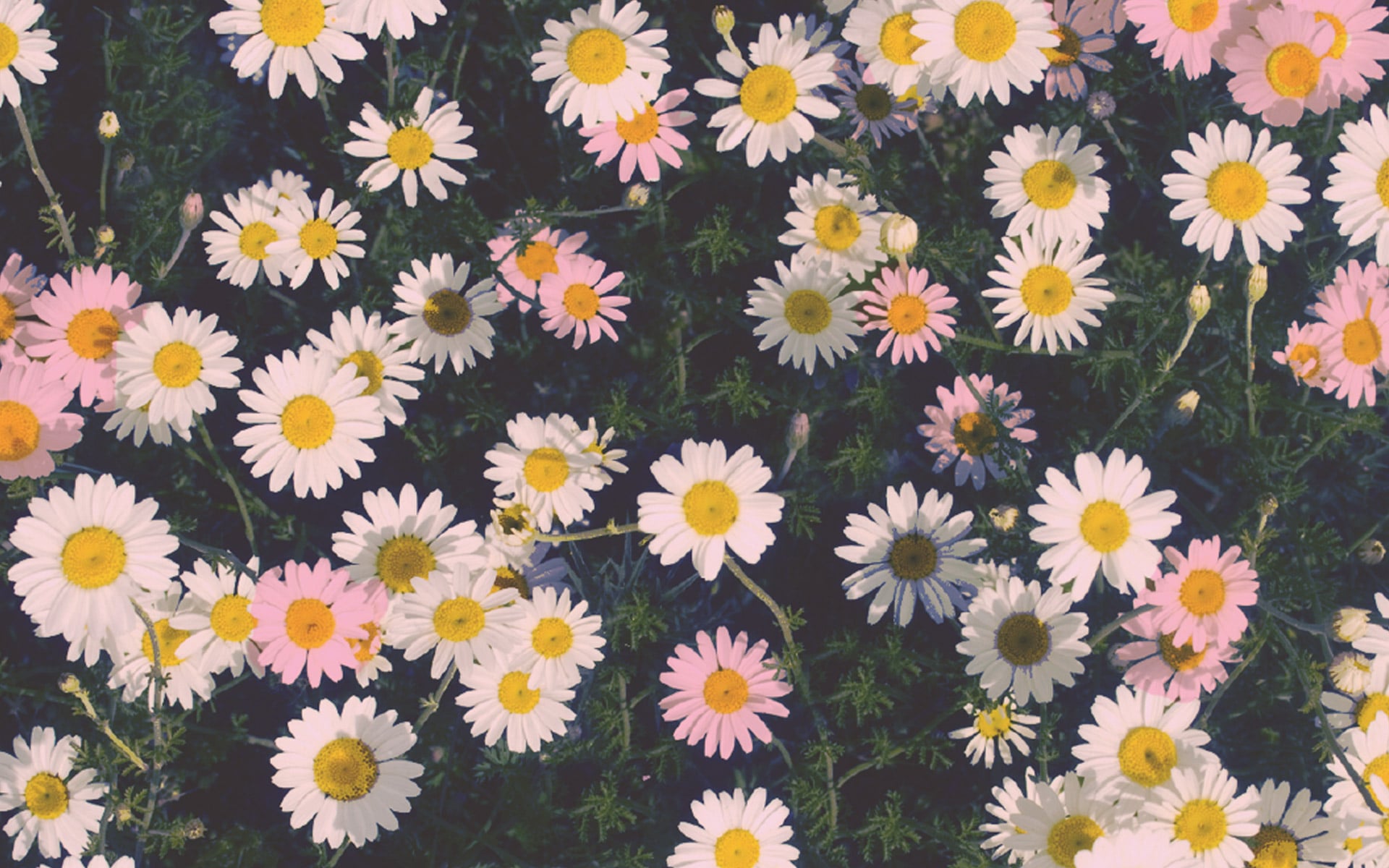 Daisy Iphone Wallpapers