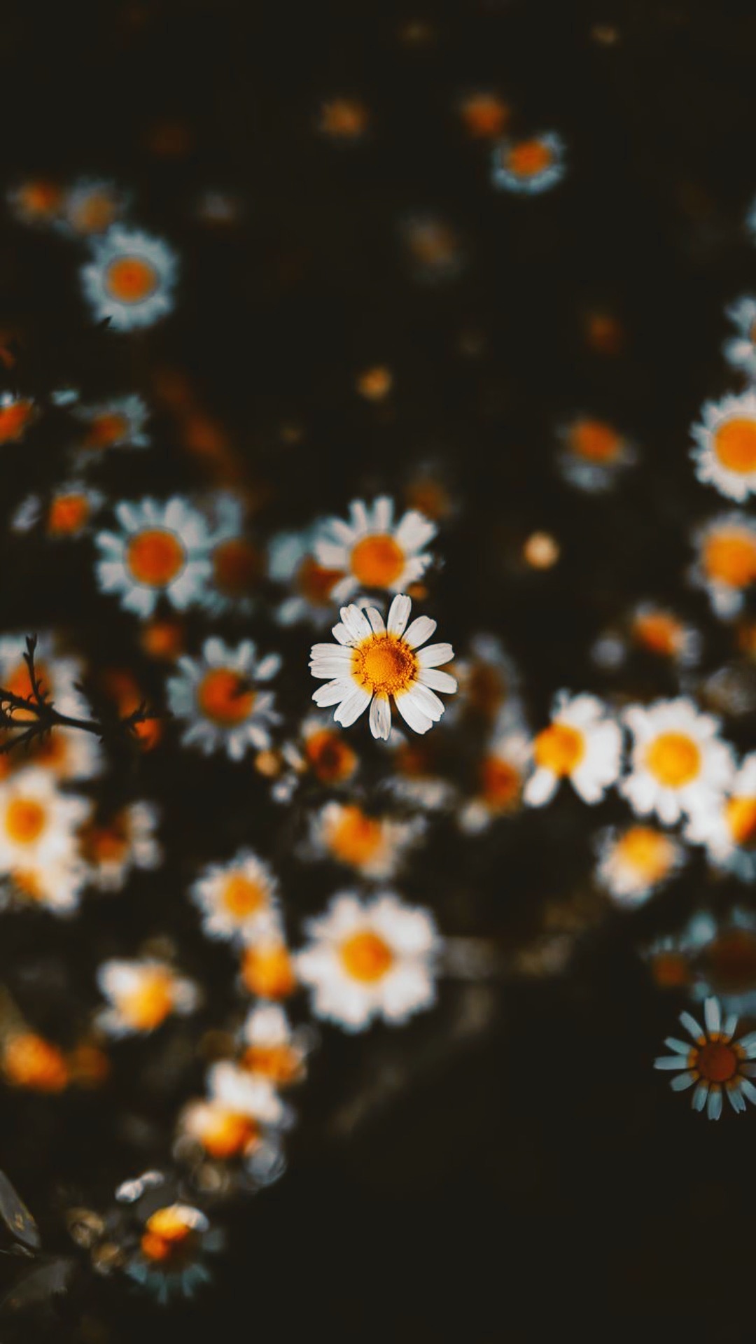 Daisy Iphone Wallpapers