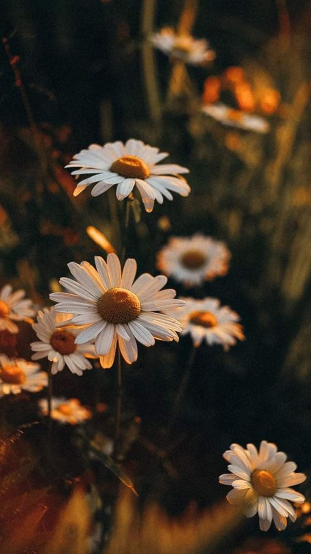 Daisy Iphone Wallpapers