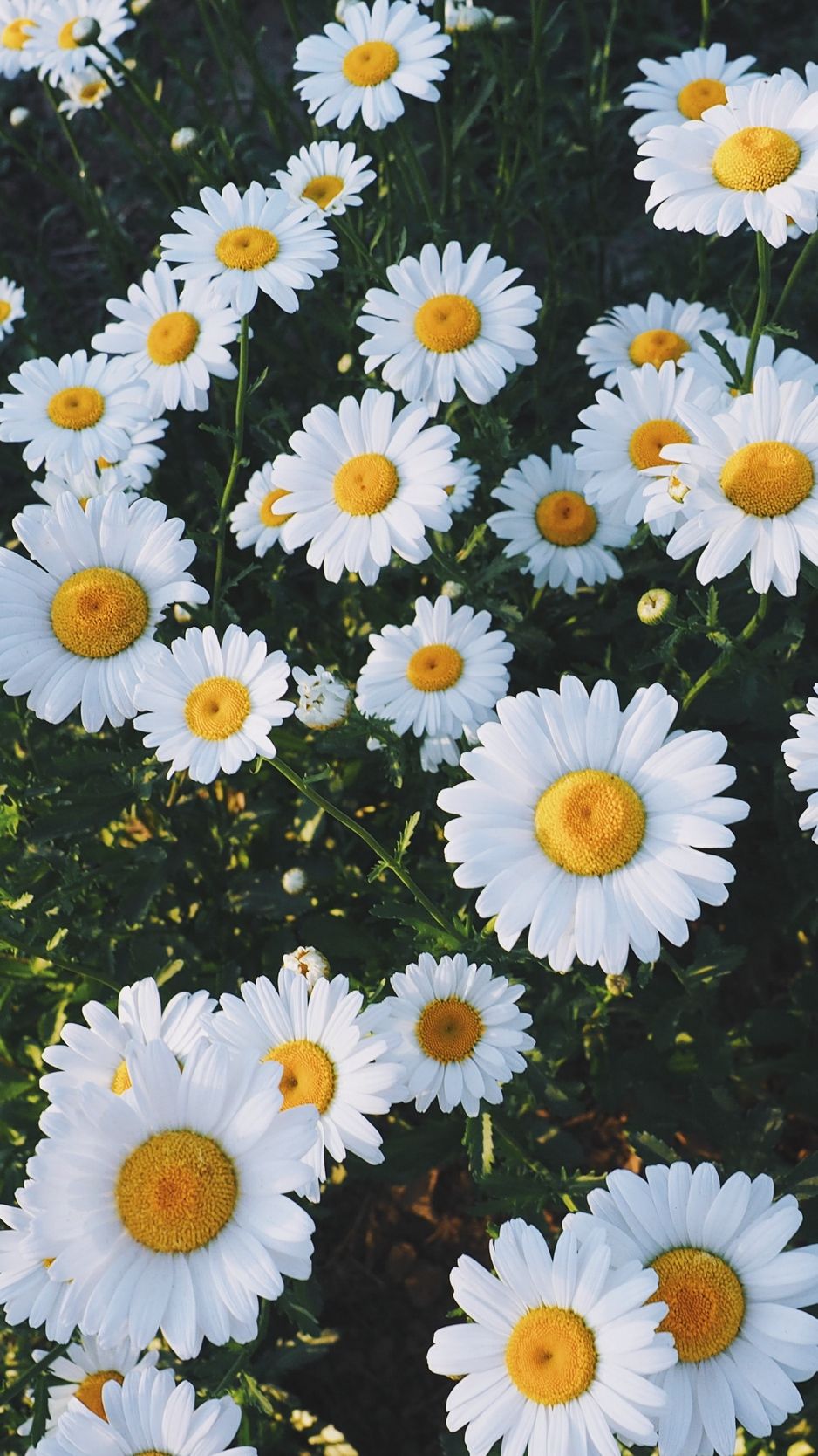 Daisy Iphone Wallpapers