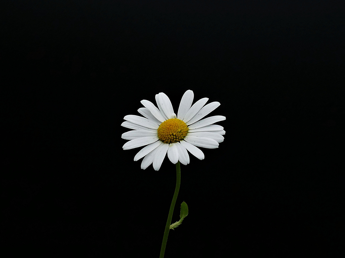 Daisy Iphone Wallpapers