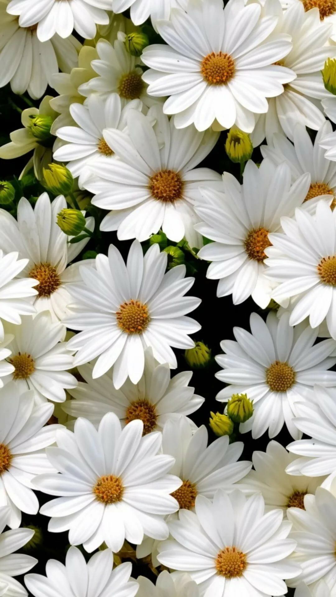 Daisy Iphone Wallpapers