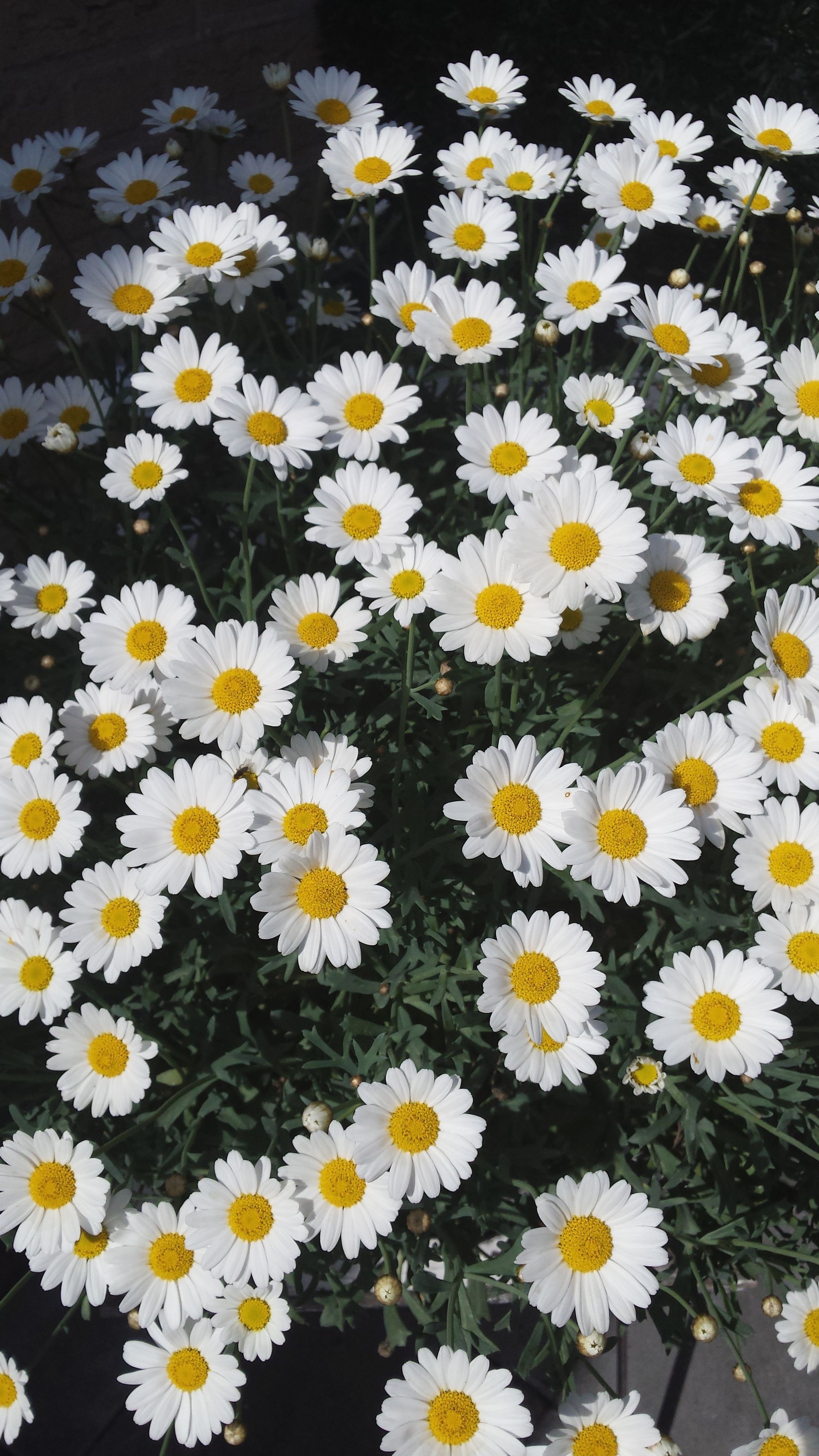 Daisy Iphone Wallpapers