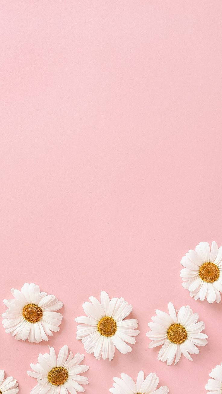 Daisy Iphone Wallpapers