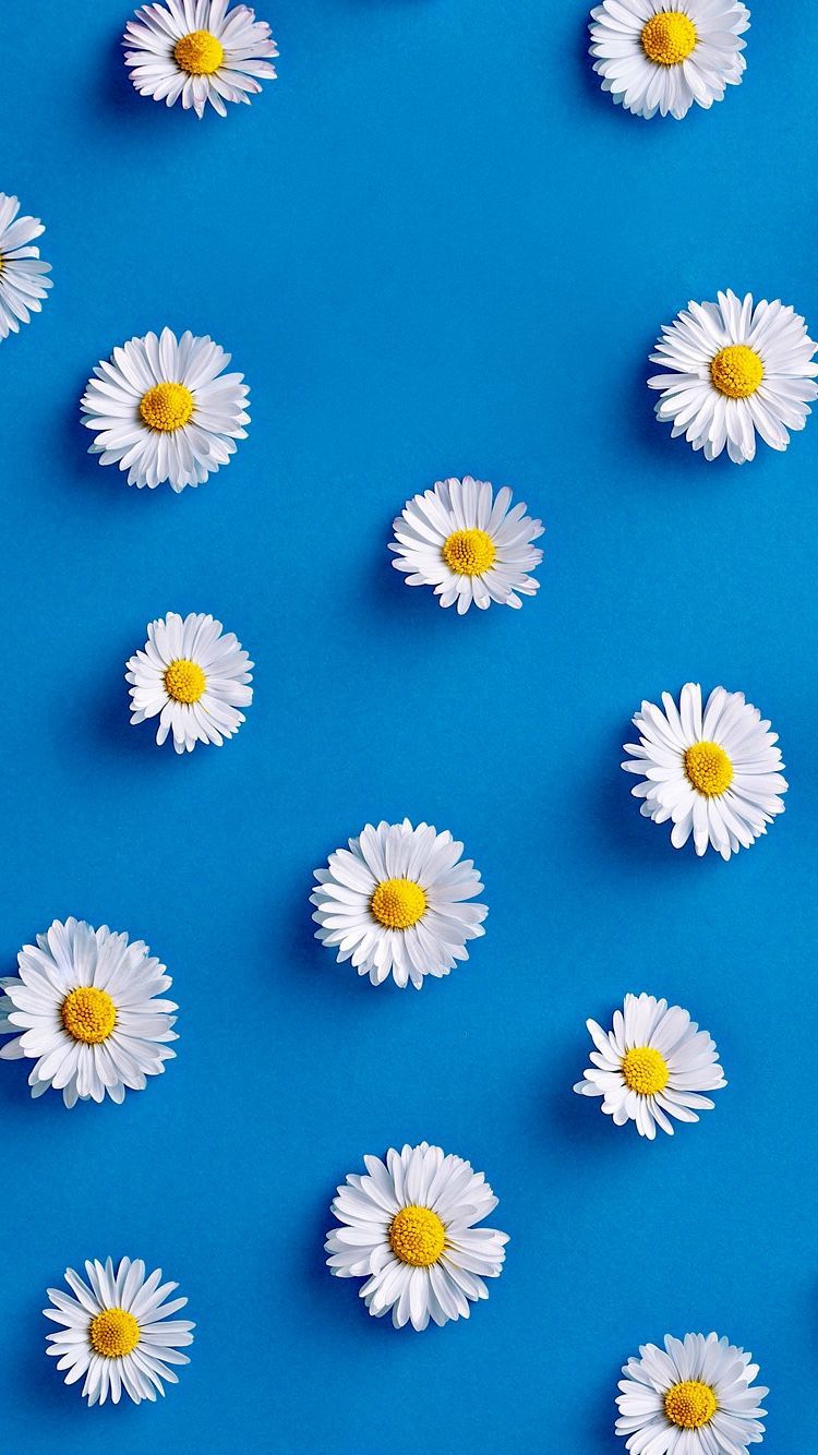 Daisy Iphone Wallpapers