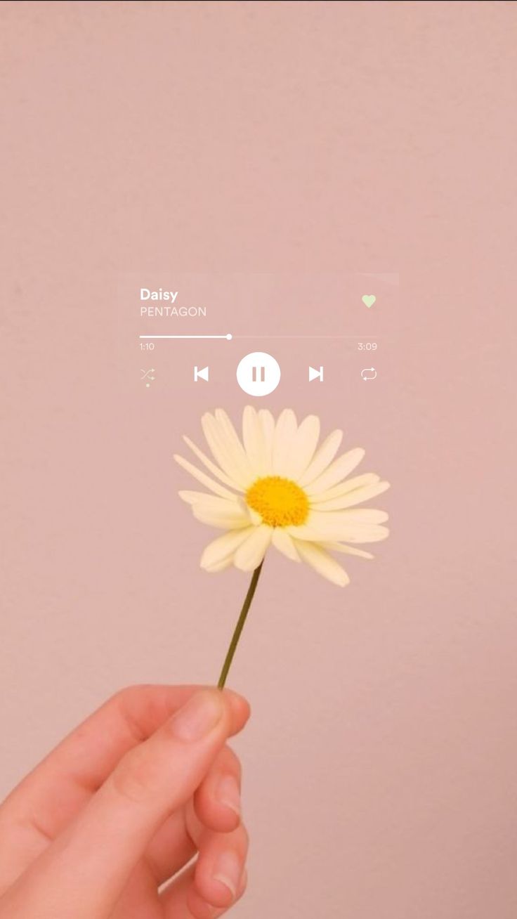 Daisy Iphone Wallpapers