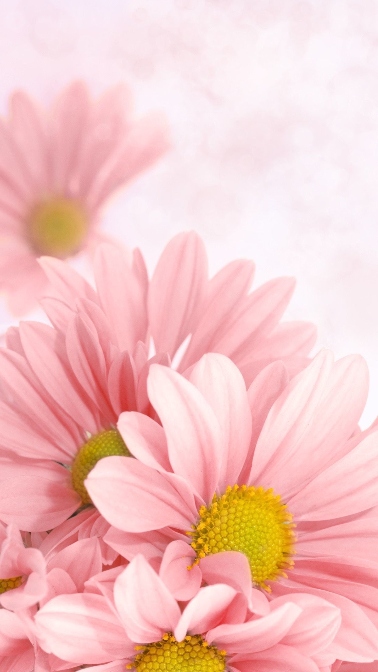 Daisy Iphone Wallpapers