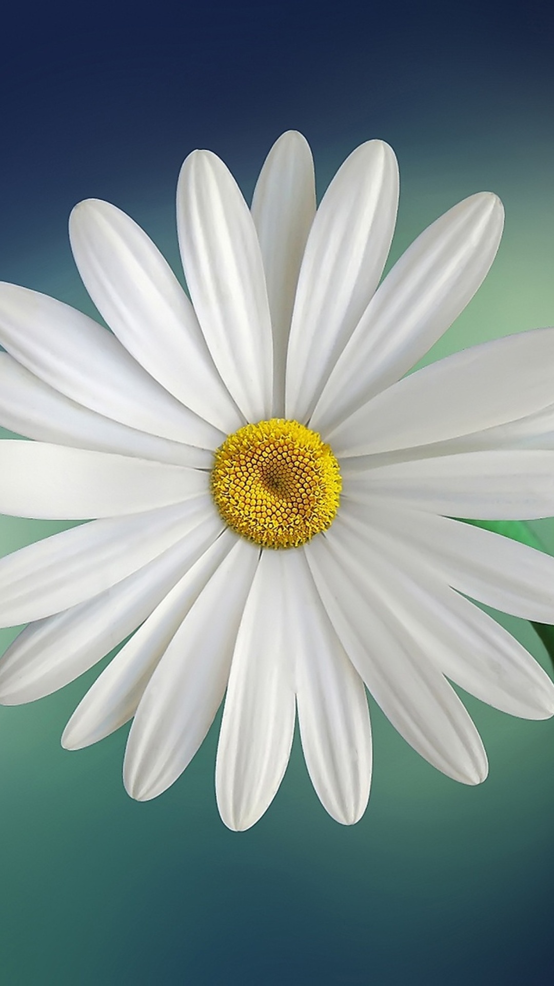 Daisy Iphone Wallpapers