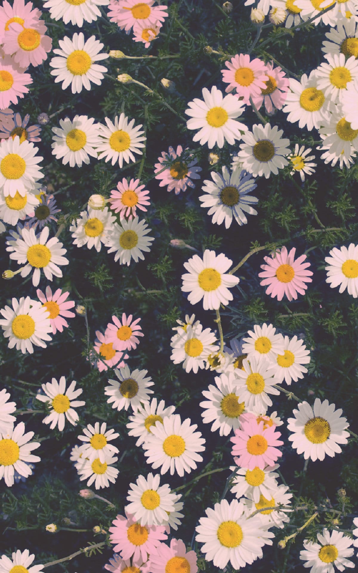 Daisy Iphone Wallpapers