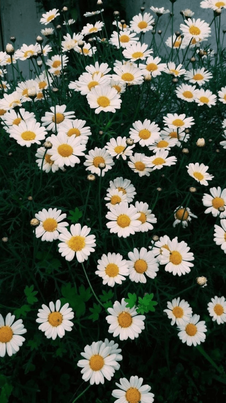 Daisy Iphone Wallpapers