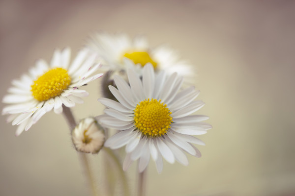 Daisy Iphone Wallpapers