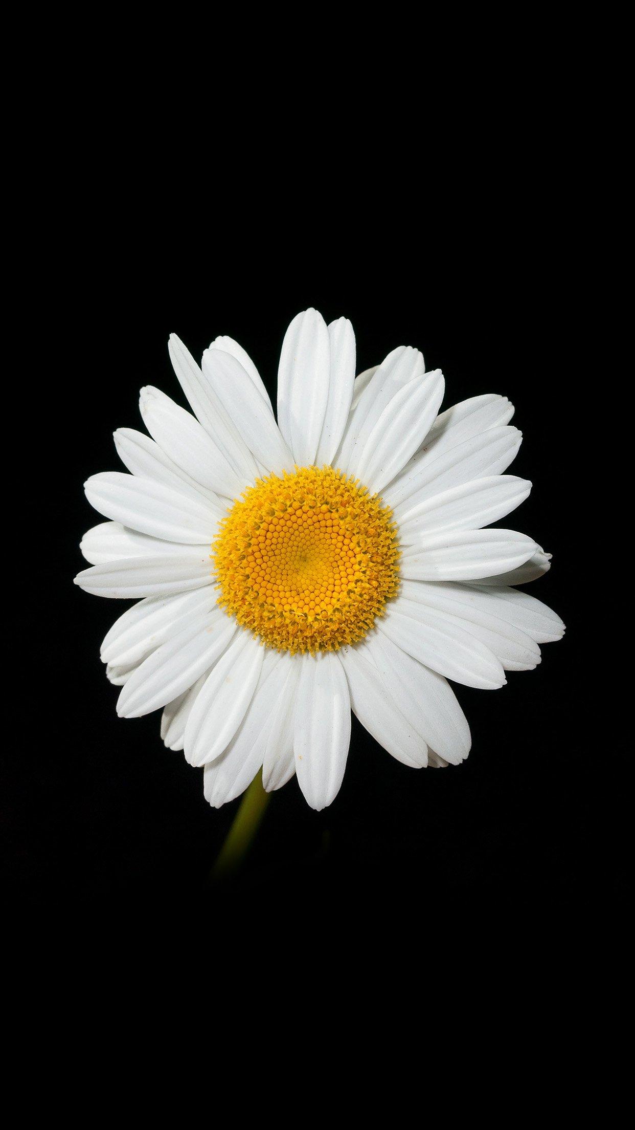 Daisy Iphone Wallpapers