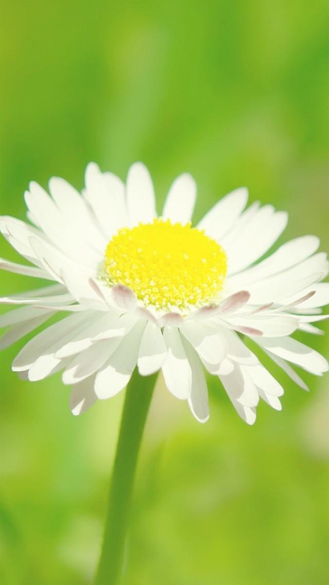 Daisy Iphone Wallpapers