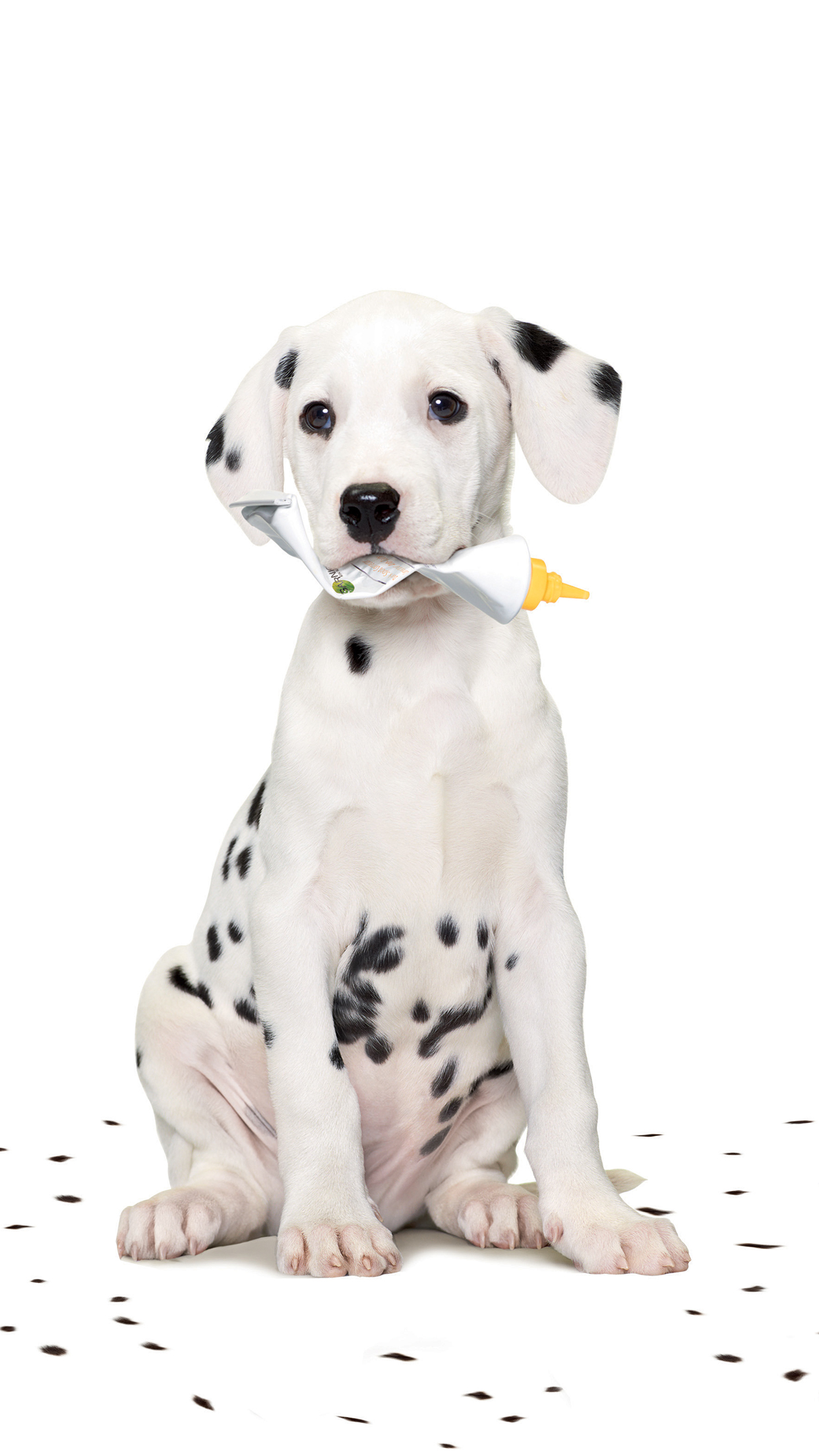 Dalmatian Iphone Wallpapers