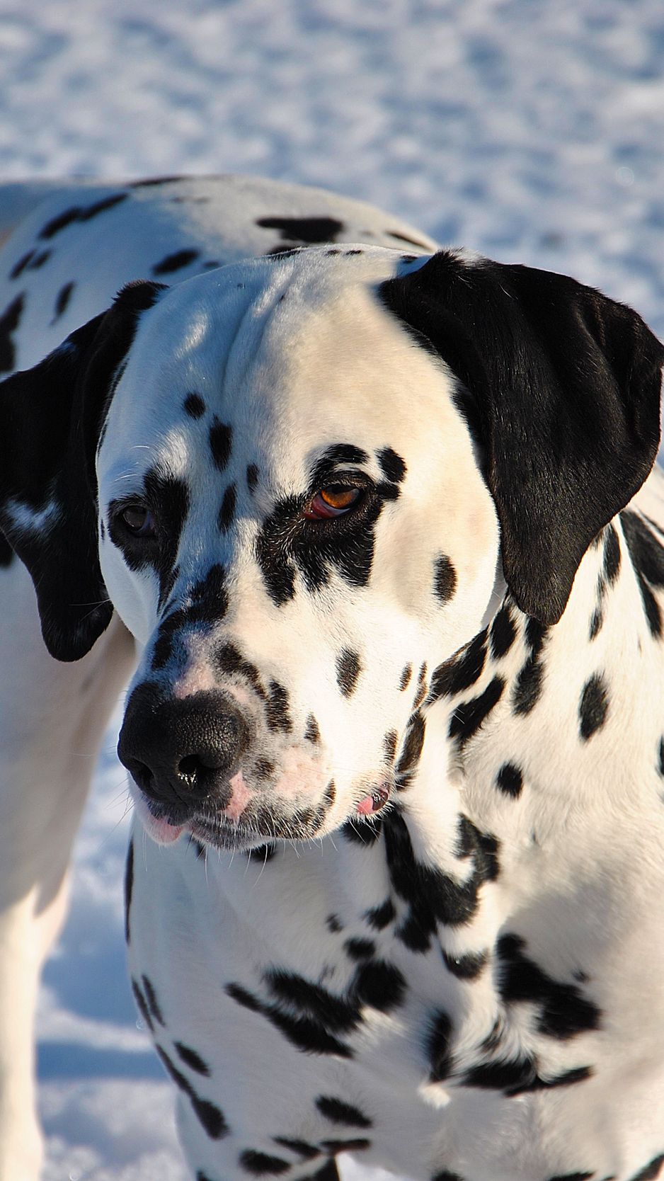 Dalmatian Iphone Wallpapers