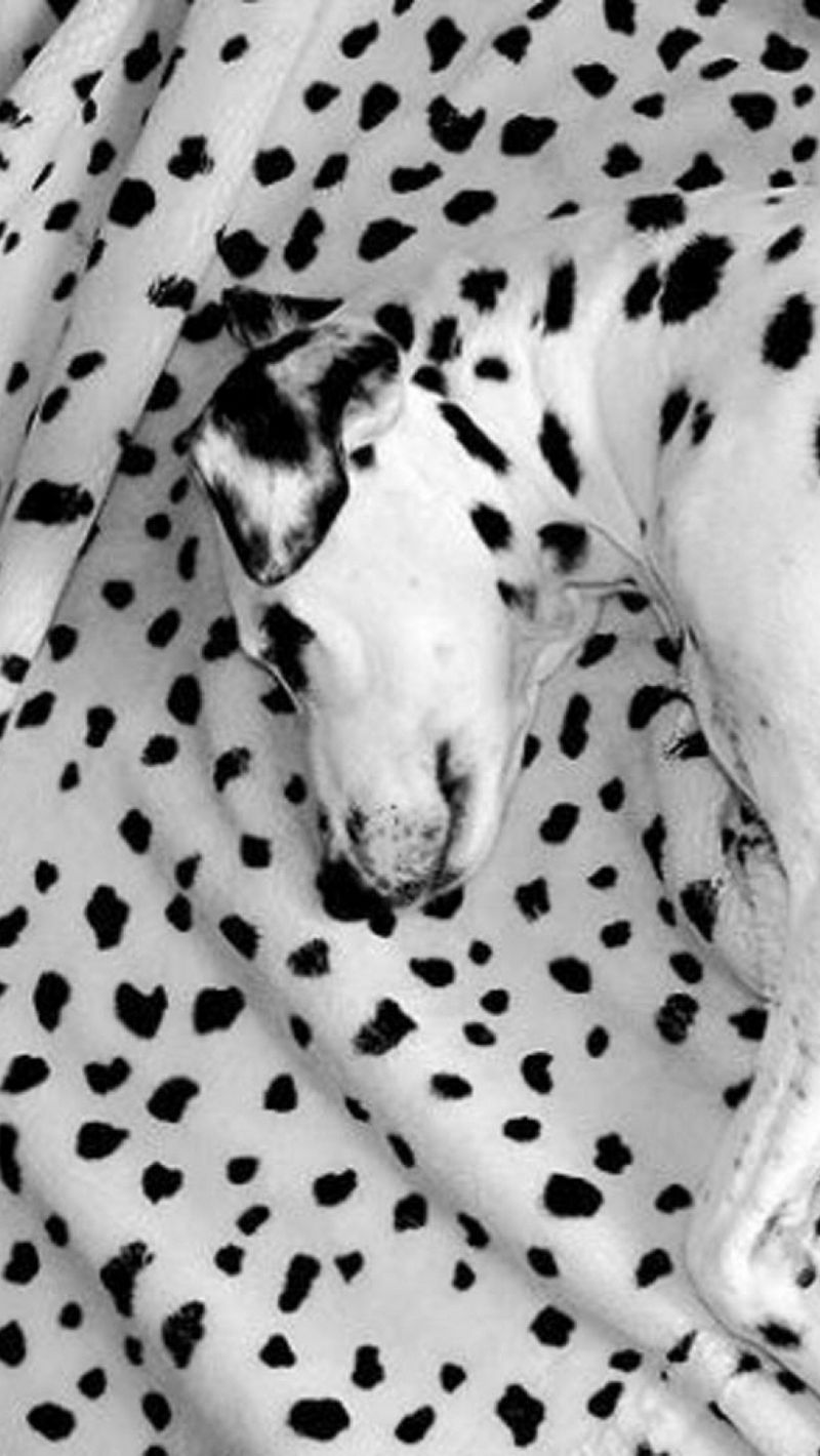 Dalmatian Iphone Wallpapers