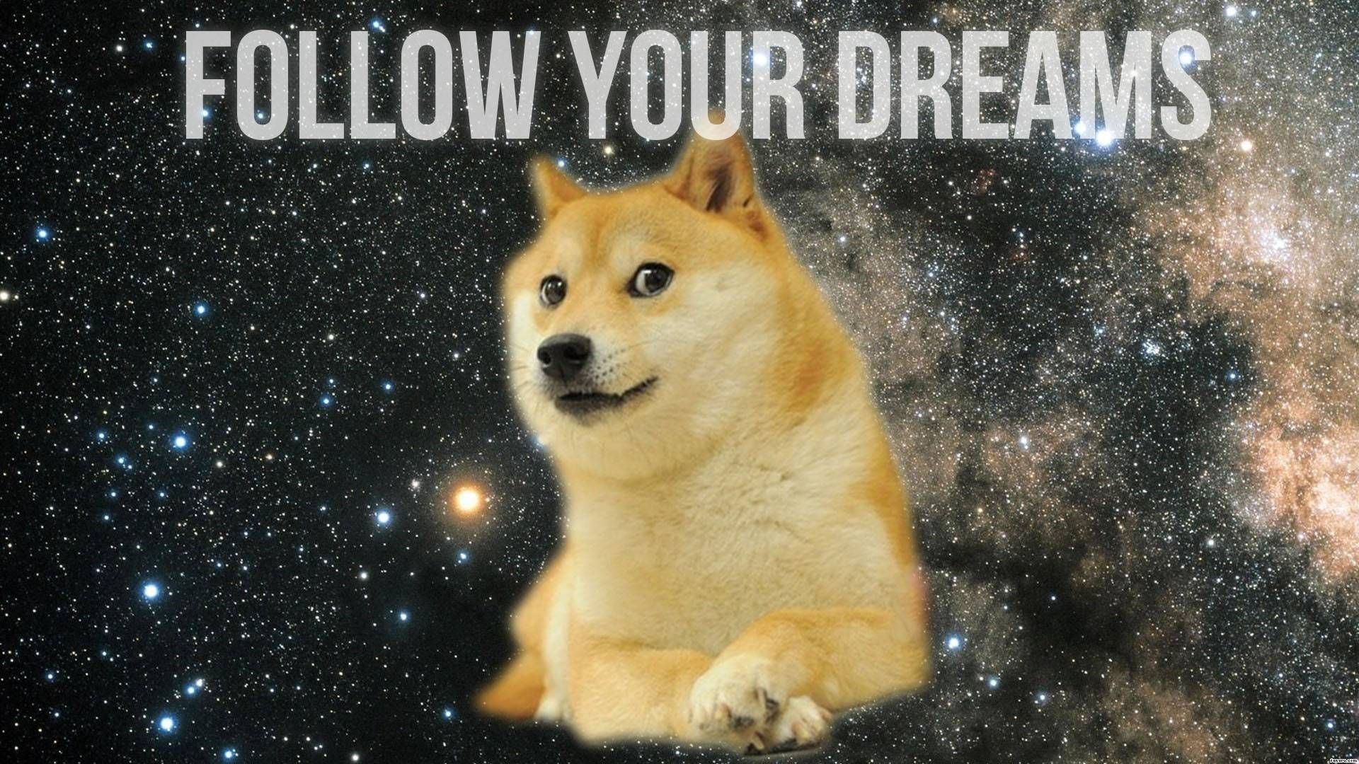 Dank Animal Memes Wallpapers