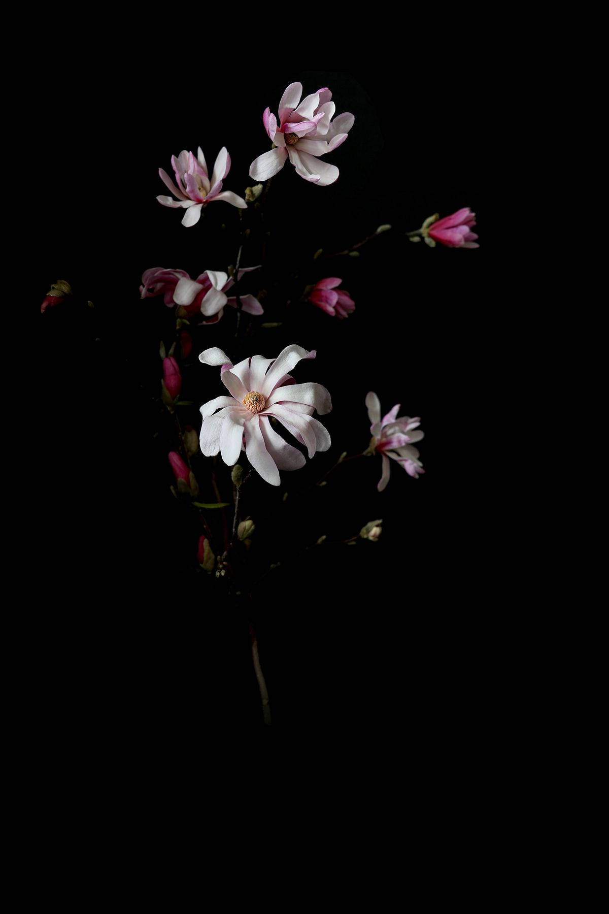 Dark Floral Phone Wallpapers