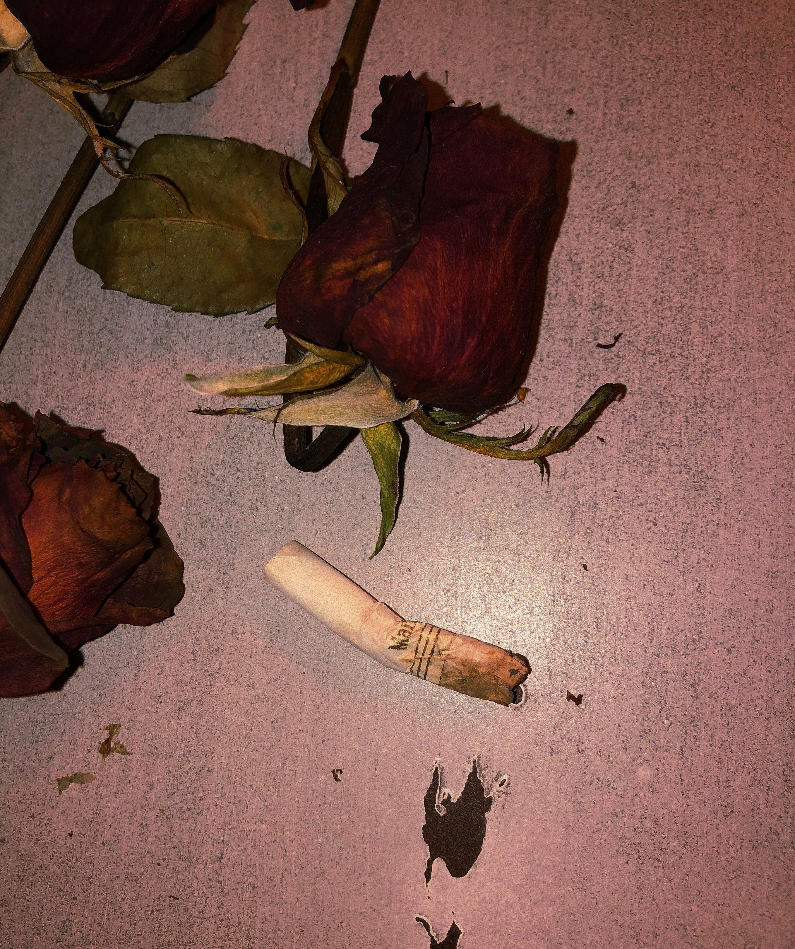 Dead Flowers Aesthetic Wallpapers