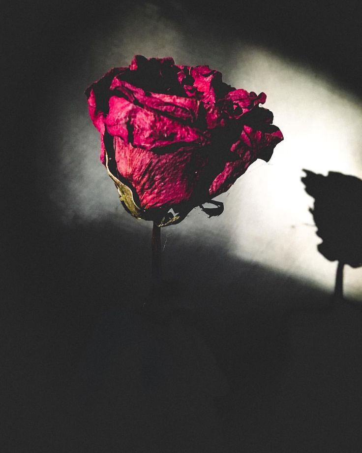 Dead Rose Aesthetic Wallpapers On Ewallpapers 5990