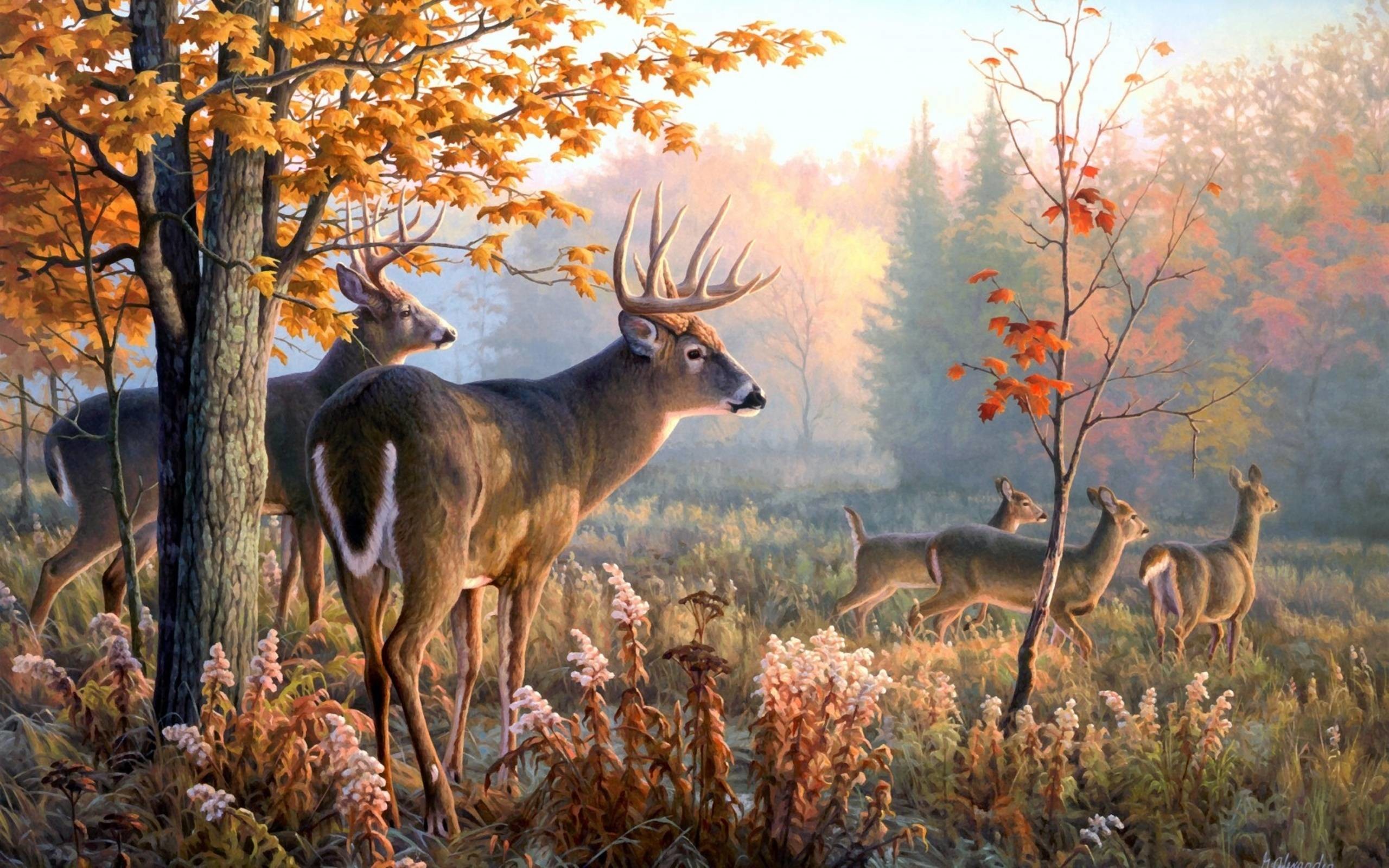 Deer Hunting Wallpapers