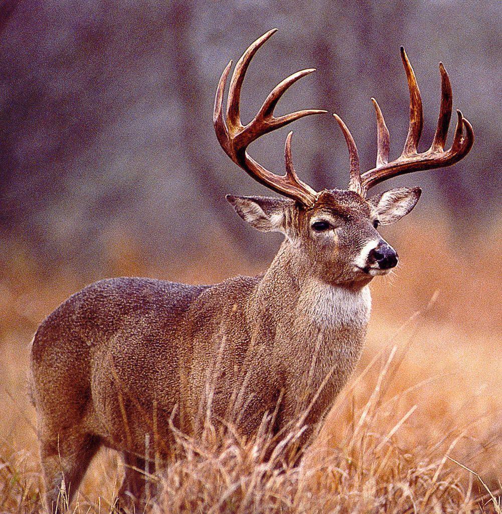 Deer Hunting Wallpapers