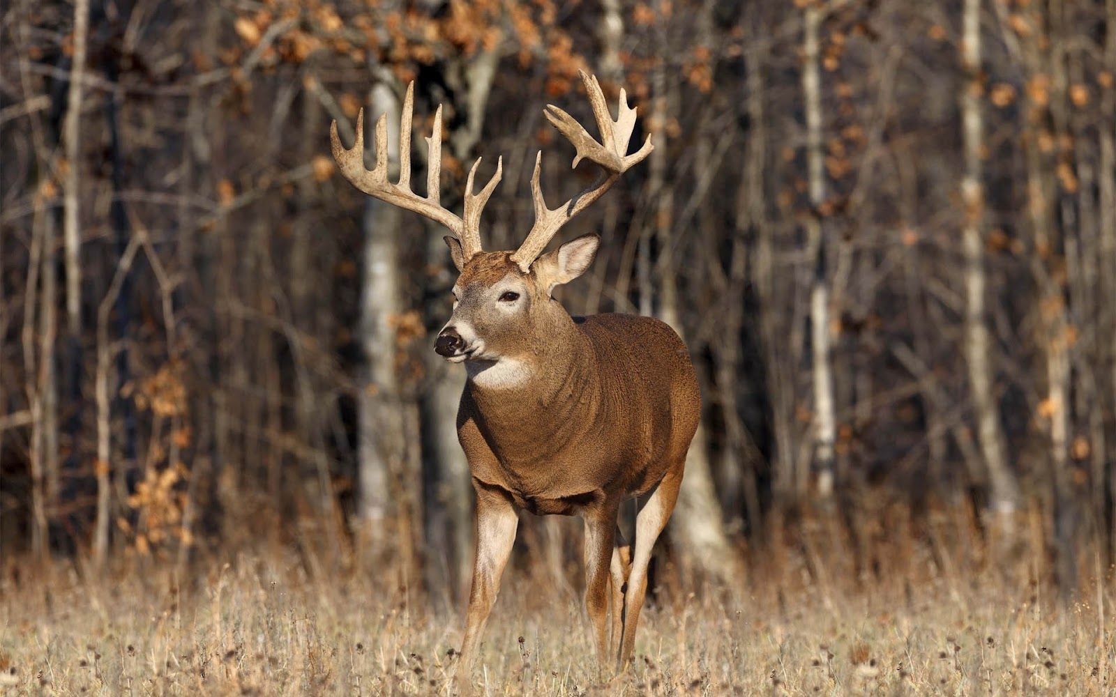 Deer Hunting Wallpapers